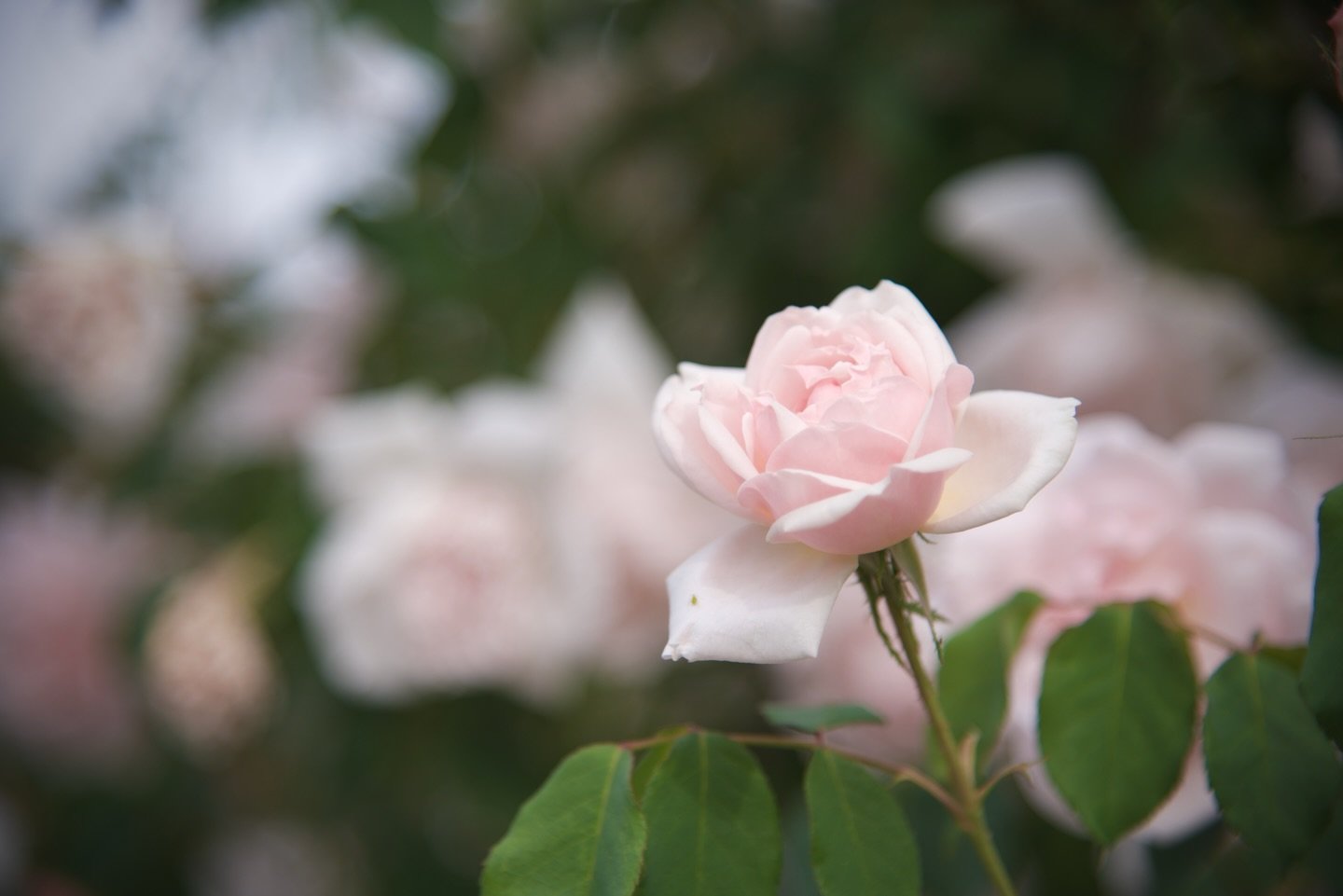 We hope it&rsquo;s been a restful and restorative spring break for our families! Enjoy these glimpses from our Los Altos campus garden, which has been buzzing with life and new  growth. We&rsquo;re looking forward to welcoming everyone back on Monday