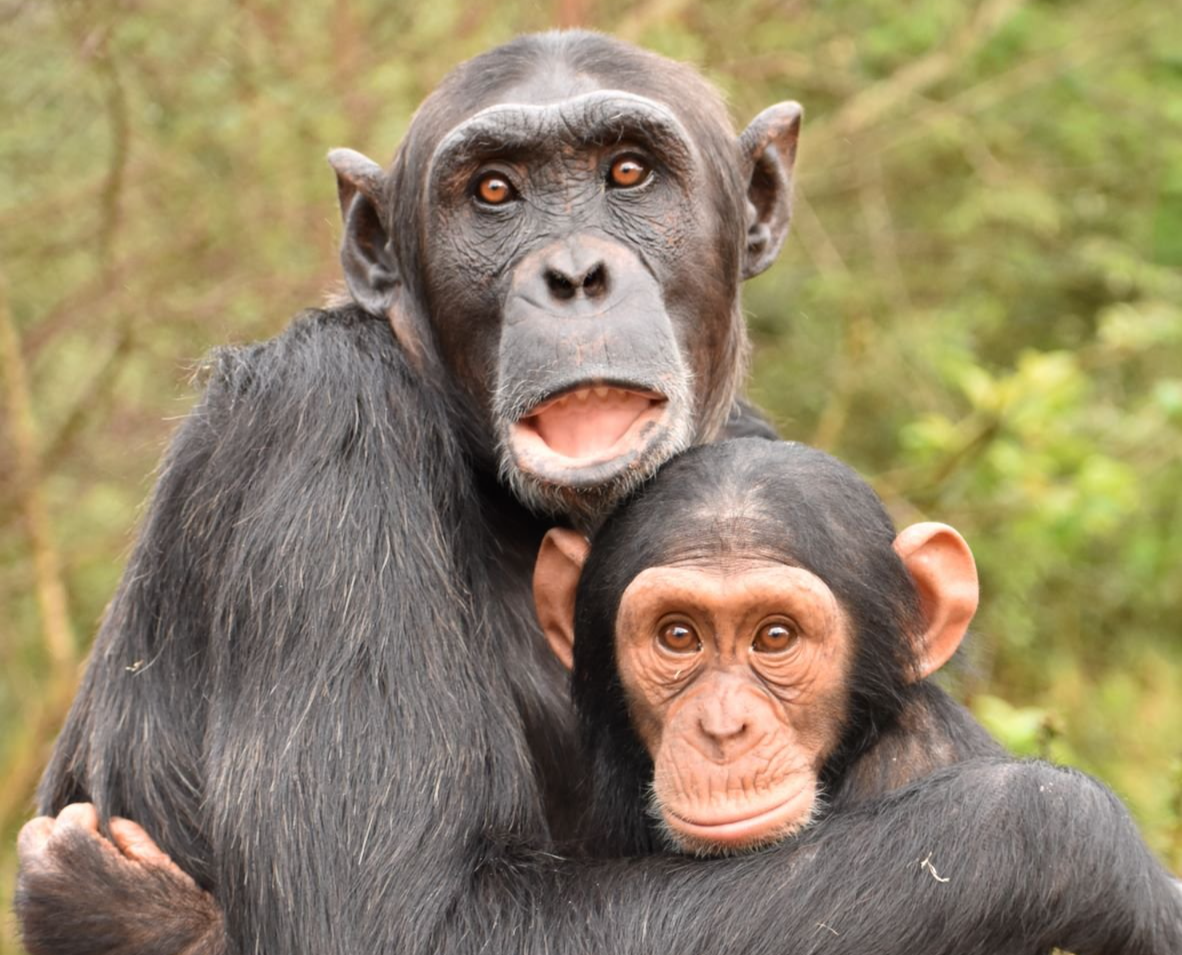 Two chimpanzees hugging each other in a forest.