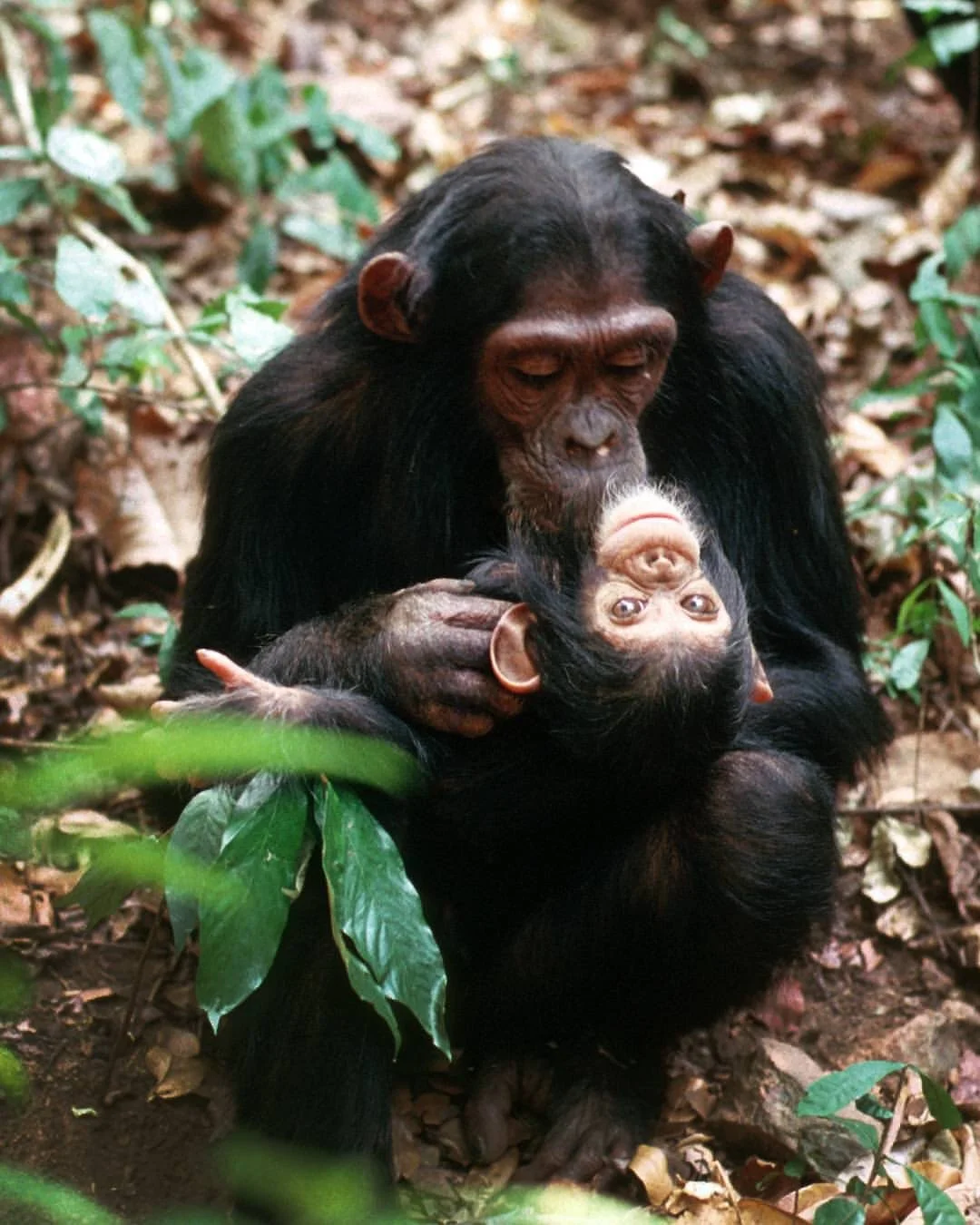 ✨ Jane&rsquo;s legacy of hope continues with a powerful new step toward protecting our closest animal relatives.

Earlier this month, the Spanish government reaffirmed its commitment to safeguarding great apes by restarting the process to draft the &