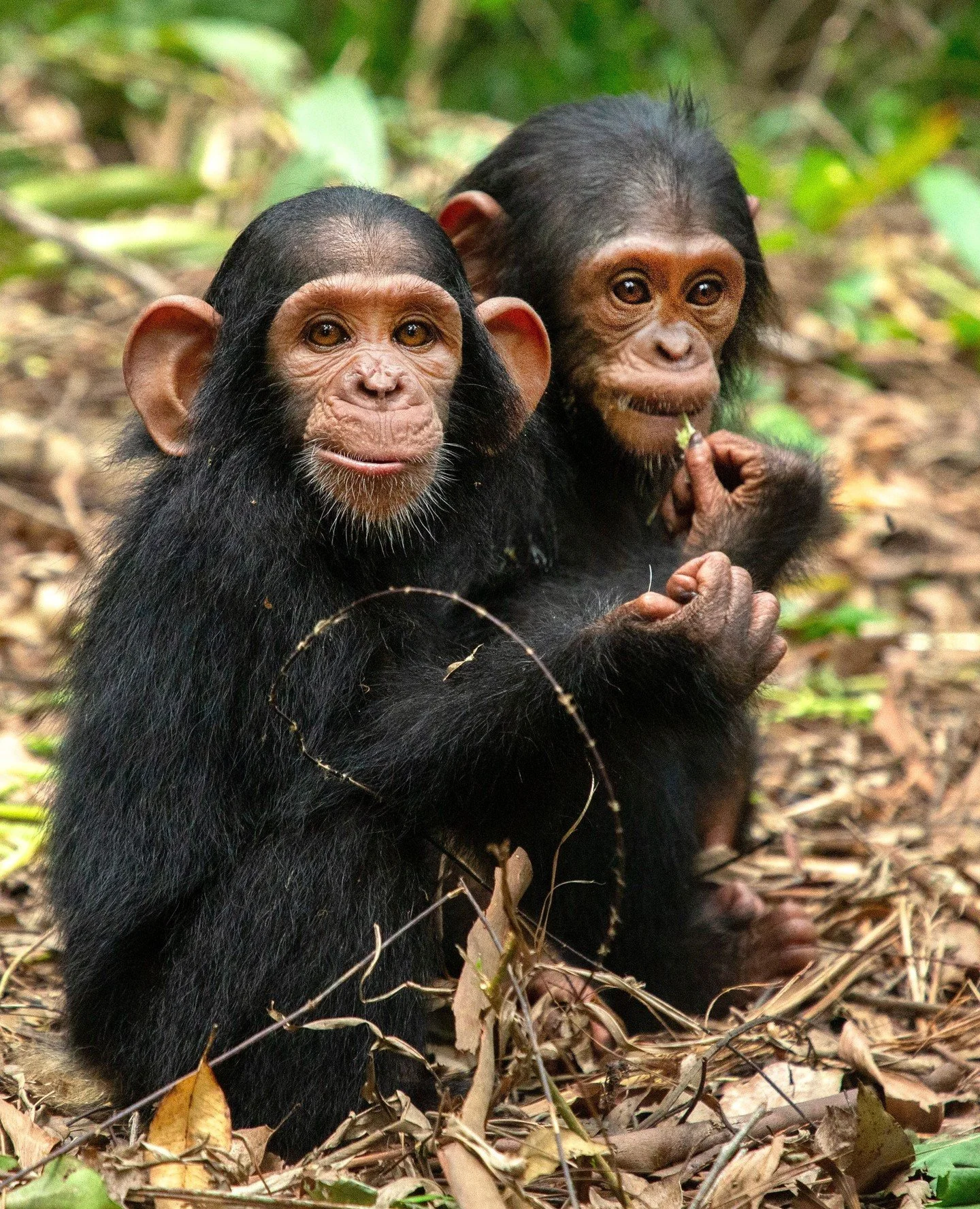 Become a Chimp Guardian and help continue Jane Goodall&rsquo;s legacy of compassion and hope.⁠
⁠
Every year, young chimpanzees lose their families to illegal trafficking, bushmeat hunting and habitat destruction. Many are still nursing when they are 