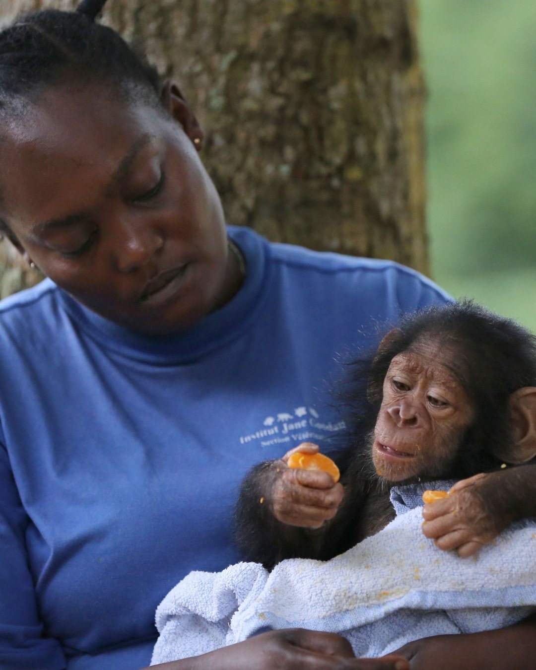 Every day, Dr Jane Goodall&rsquo;s vision of kindness and compassion comes to life at JGI&rsquo;s Tchimpounga Chimpanzee Rehabilitation Center in the Republic of the Congo. 💚⁠
⁠
Home to more than 150 rescued chimpanzees and other victims of the ille