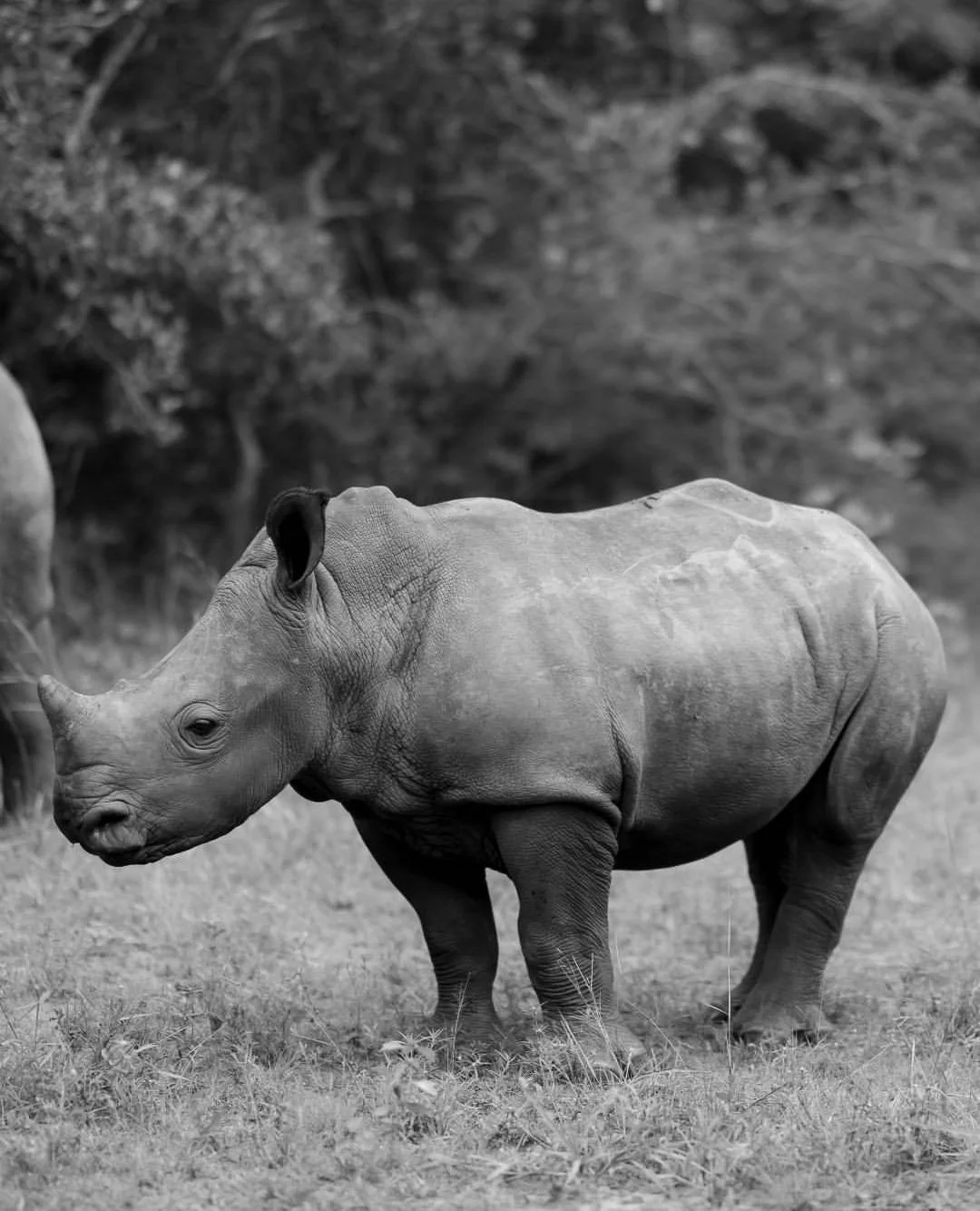 Meet Jane Goodall, the baby rhino 🦏⁠
⁠
Named in honor of Dr. Jane Goodall, this young rhino represents resilience and hope. The Uganda Wildlife Authority recently launched a tradition of naming rhinos after conservation heroes, and Jane is among the