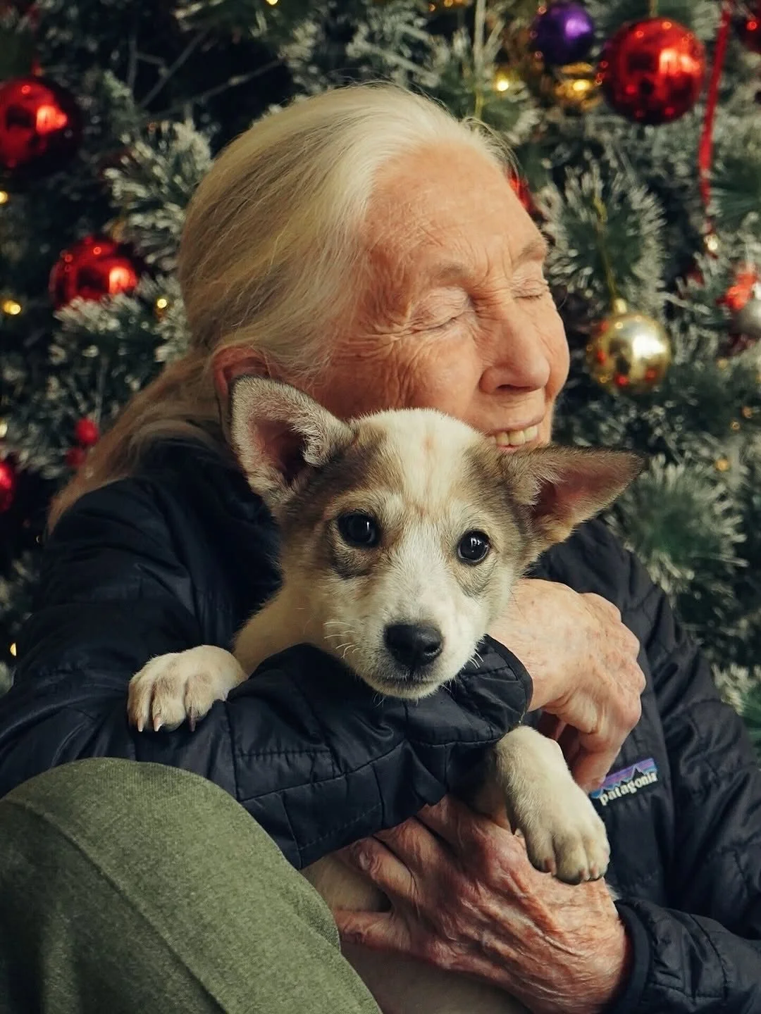 🐾🎄 Warm holiday wishes from all of us at the Jane Goodall Institute 

Anyone who knew Jane knew how deeply she loved animals of all kinds, from the smallest rescue dog to the wild chimpanzees who changed her life forever. These moments, captured du