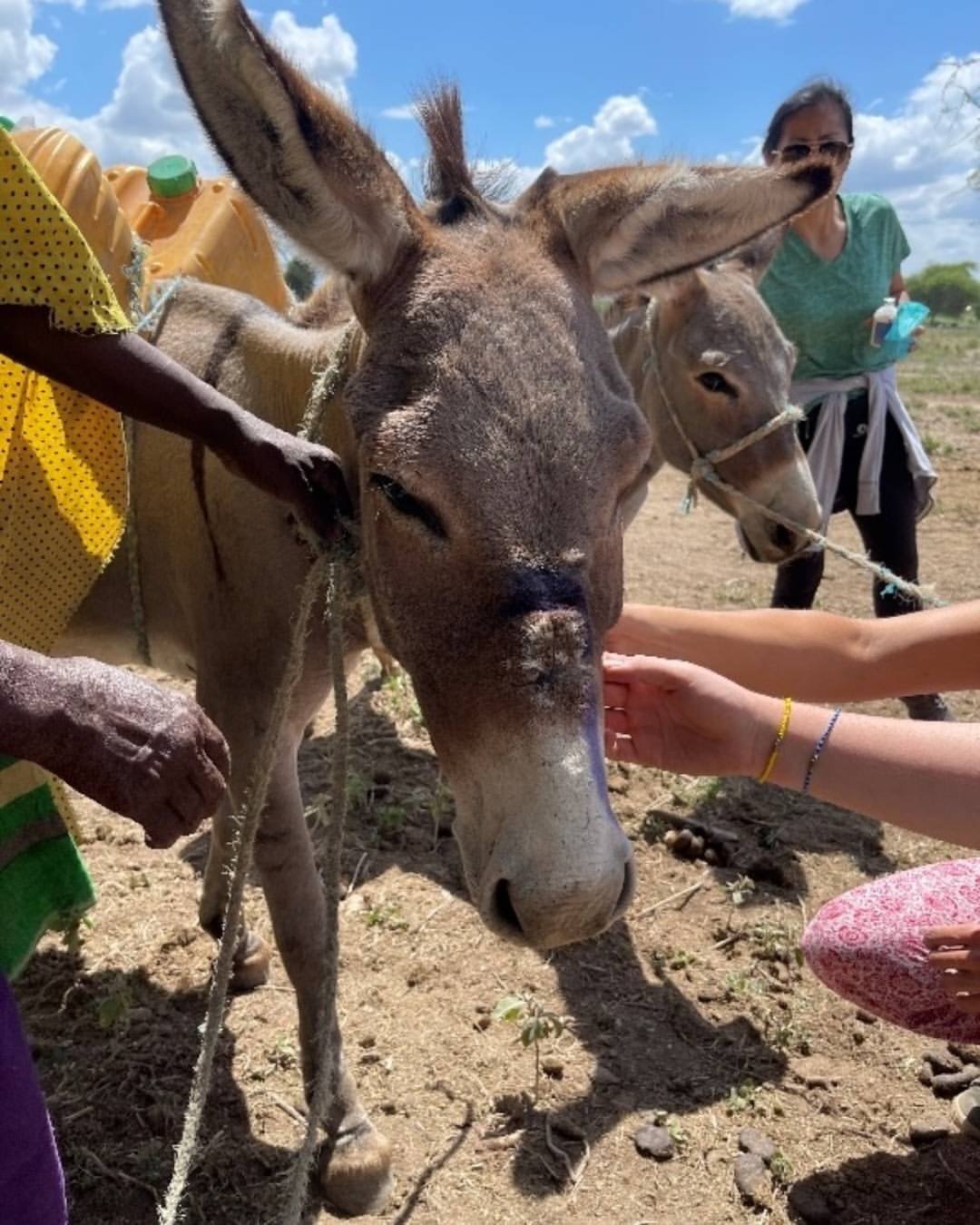 🫏🌟 This @rootsandshootstz group is improving donkey welfare through Jane Goodall&rsquo;s Roots &amp; Shoots.

Among Maasai communities in Kenya and Tanzania, donkeys are vital for carrying water, firewood, and goods, but often lack proper care. In 