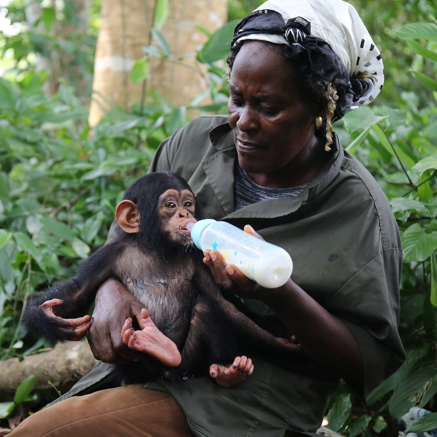 📢🐵 Chimpanzees are wild animals and should never be kept as pets or used for entertainment.⁠
⁠
You may notice we always add a disclaimer when photos show people close to wildlife. That is because the best way to respect chimpanzees and other wild a