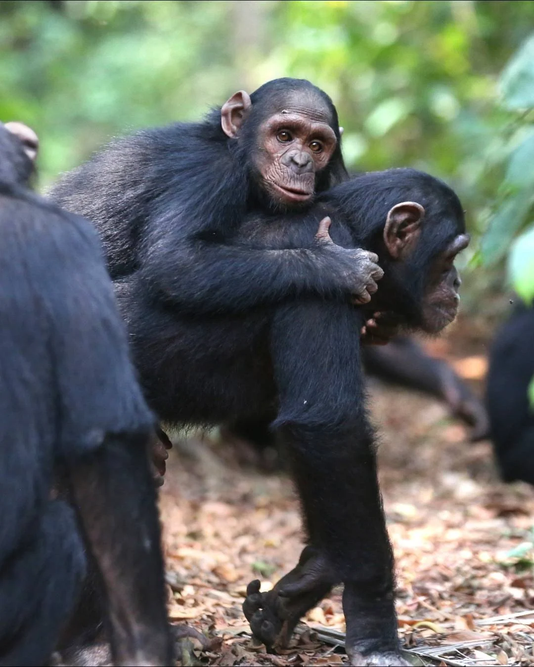 🧩 Three powerful actions. One shared mission. Discover JGI&rsquo;s Triangle Approach to protecting wildlife.⁠
⁠
Since 1992, the staff at JGI&rsquo;s Tchimpounga Chimpanzee Rehabilitation Center in the Republic of the Congo have worked tirelessly to 