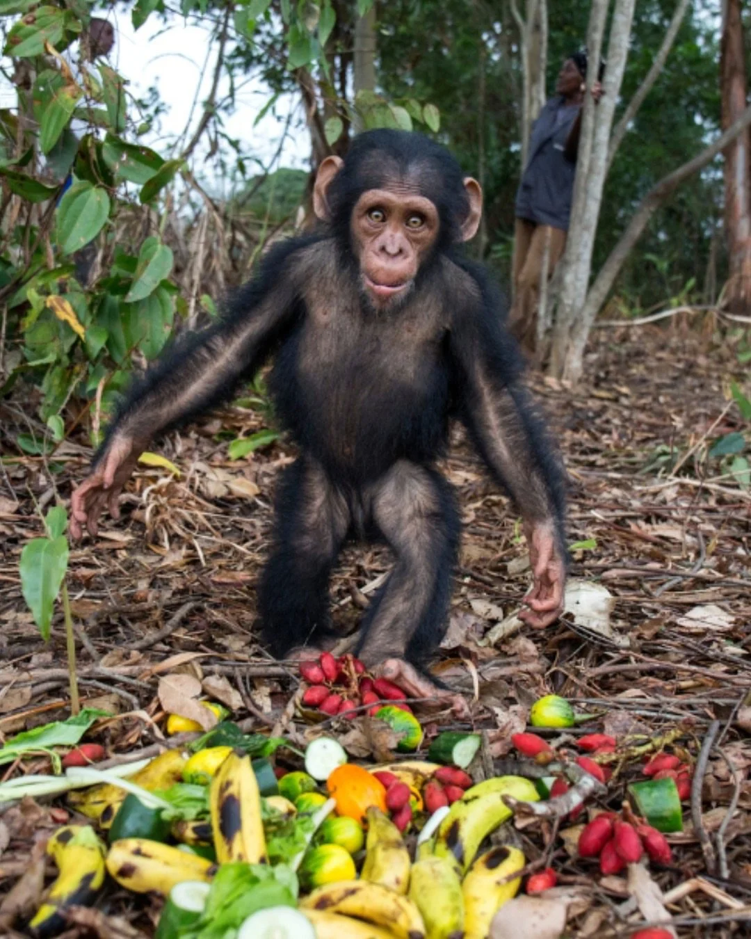 Fruit plays a huge role in a chimpanzee&rsquo;s diet, making up nearly 60% of what they eat.

The team at the Jane Goodall Institute&rsquo;s Tchimpounga Sanctuary ensures the rescued animals receive nutritious and balanced meals. They get their fruit