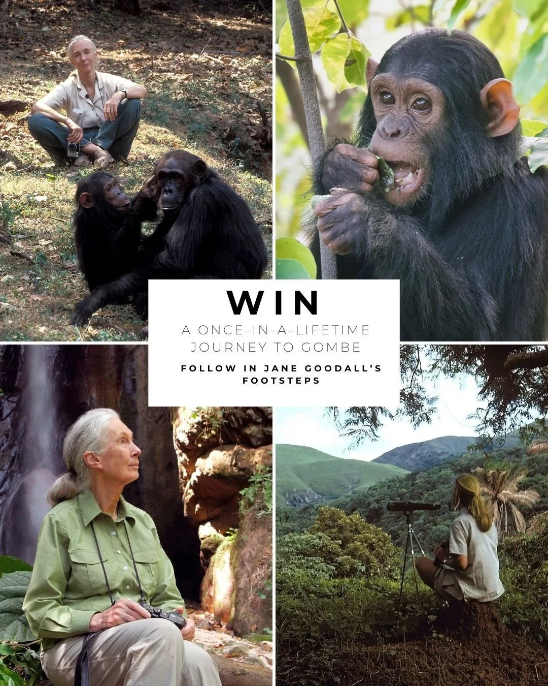 WIN: A once-in-a-lifetime journey to Gombe, following in Jane Goodall&rsquo;s footsteps 🌿🐒⁠
⁠
Travel to Gombe National Park, Tanzania, where Dr Jane Goodall began her pioneering research in 1960. Follow Jane&rsquo;s original journey, guided by thos