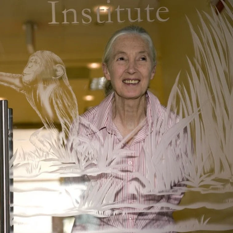 🎉 Today, we celebrate 49 years of the Jane Goodall Institute! 🌱 Nearly five decades ago, Dr Jane Goodall founded the very first JGI office in the United States. Today, there are 30 offices around the world carrying forward her vision to inspire hop