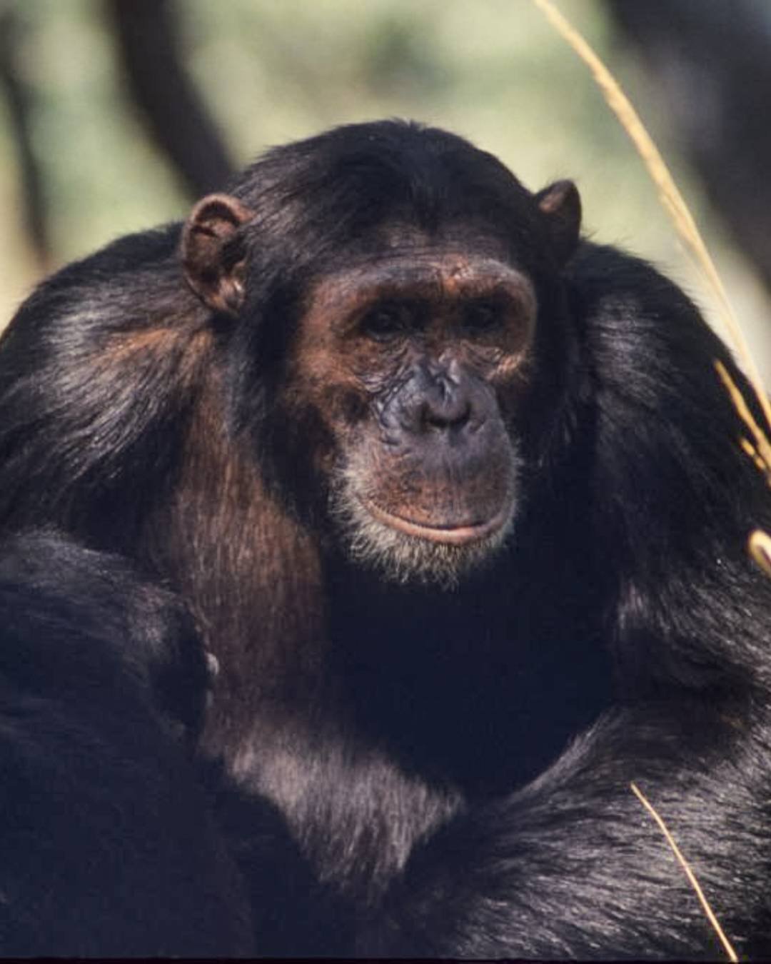 Join us in celebrating a chimpanzee named Sheldon, who has just broken a record at Gombe 🎉🌿

Sheldon is now officially the oldest known age male chimpanzee at Gombe National Park. Previously, the famous gentle leader Freud held this record, passing