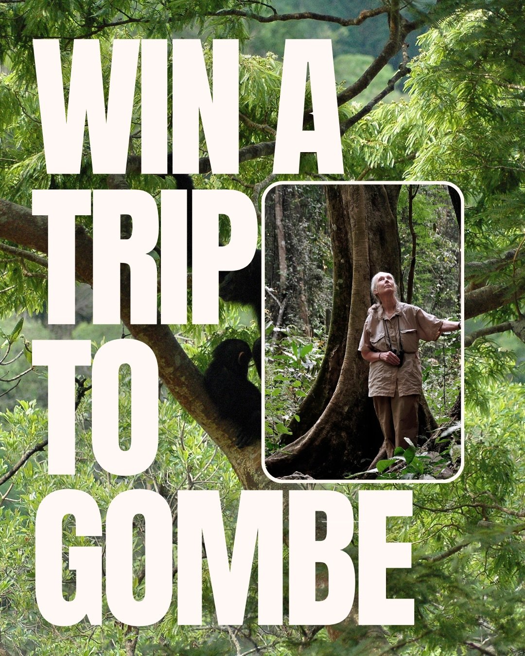 Only 2 weeks left to enter.

Win a once in a lifetime experience to visit Gombe National Park and follow in the footsteps of Jane Goodall.

Walk the forest trails where Jane made history. Hear chimpanzees calling through the valleys. Experience one o