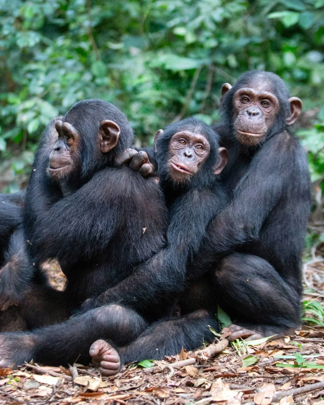 Chimpanzees hug each other for many of the same reasons we do. A brief embrace can ease tension, repair relationships after conflict, and strengthen the social bonds that hold their communities together.

Moments like this remind us how deeply connec