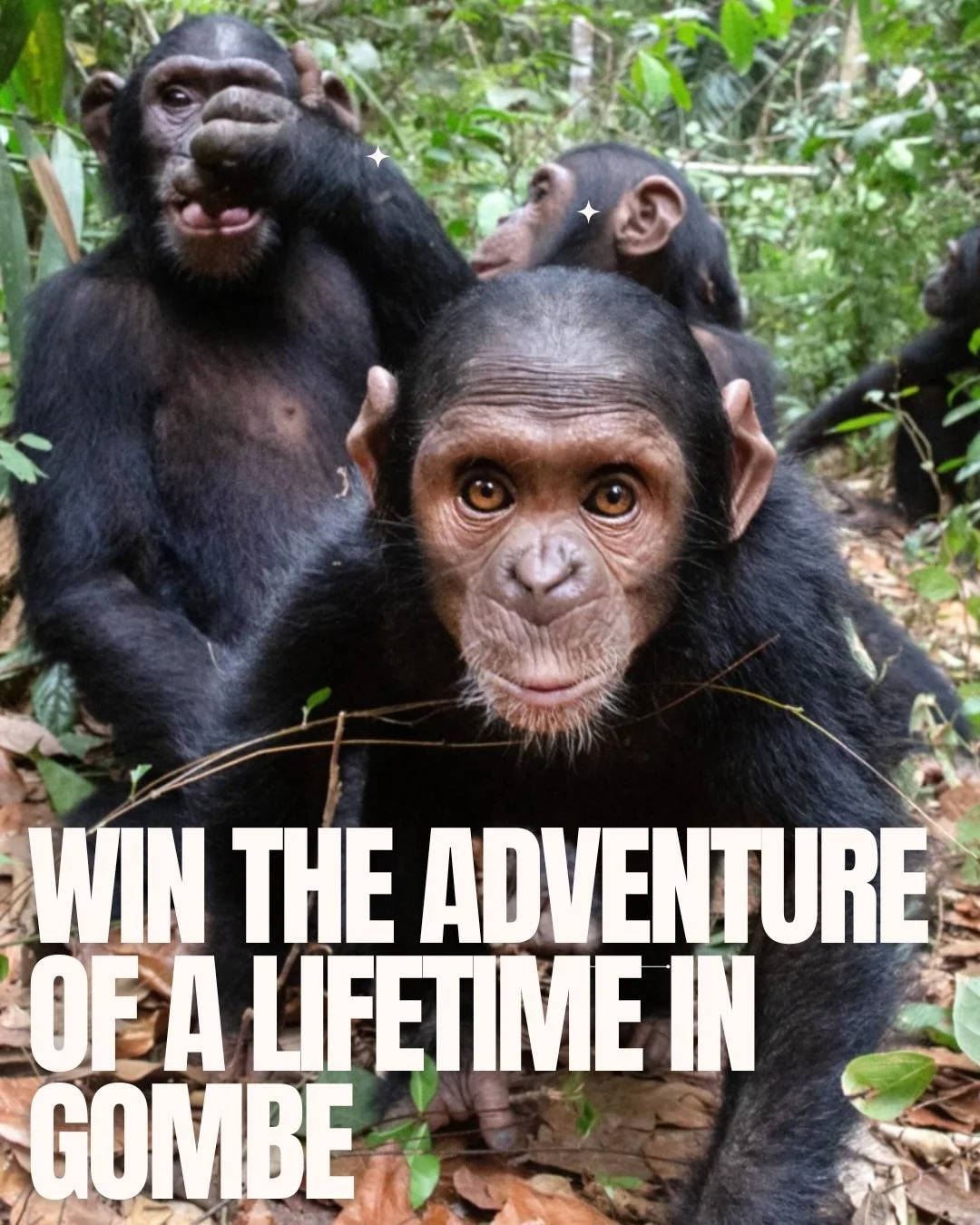 Only 1 week left to enter.

Win a once in a lifetime experience to visit Gombe National Park and follow in the footsteps of Jane Goodall.

Imagine waking up beside Lake Tanganyika. Walk the same forest paths where Jane made history. Hear chimpanzees 
