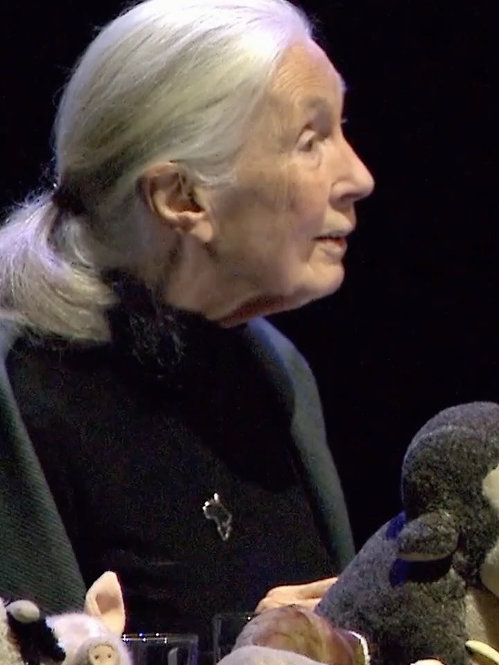 🗓️ Jane Goodall Day is almost here. As we prepare for a day of collective action on 3 April, here is a look back at Jane&rsquo;s remarkable life and legacy:

🐵 In July 1960, Jane arrived in what is now Gombe, Tanzania, to study wild chimpanzees. He