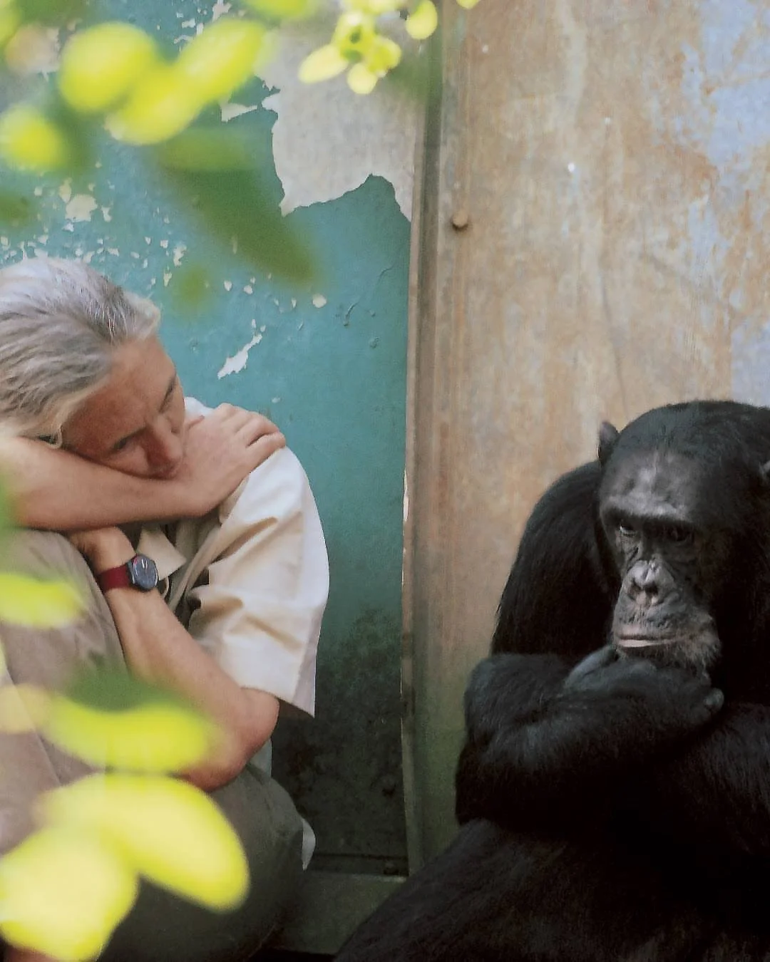 &ldquo;Only if we understand can we care. Only if we care will we help. Only if we help shall all be saved.&rdquo;
Dr Jane Goodall 💚🌍

Jane Goodall has always believed compassion for animals must lead to action and her life&rsquo;s work reflects th