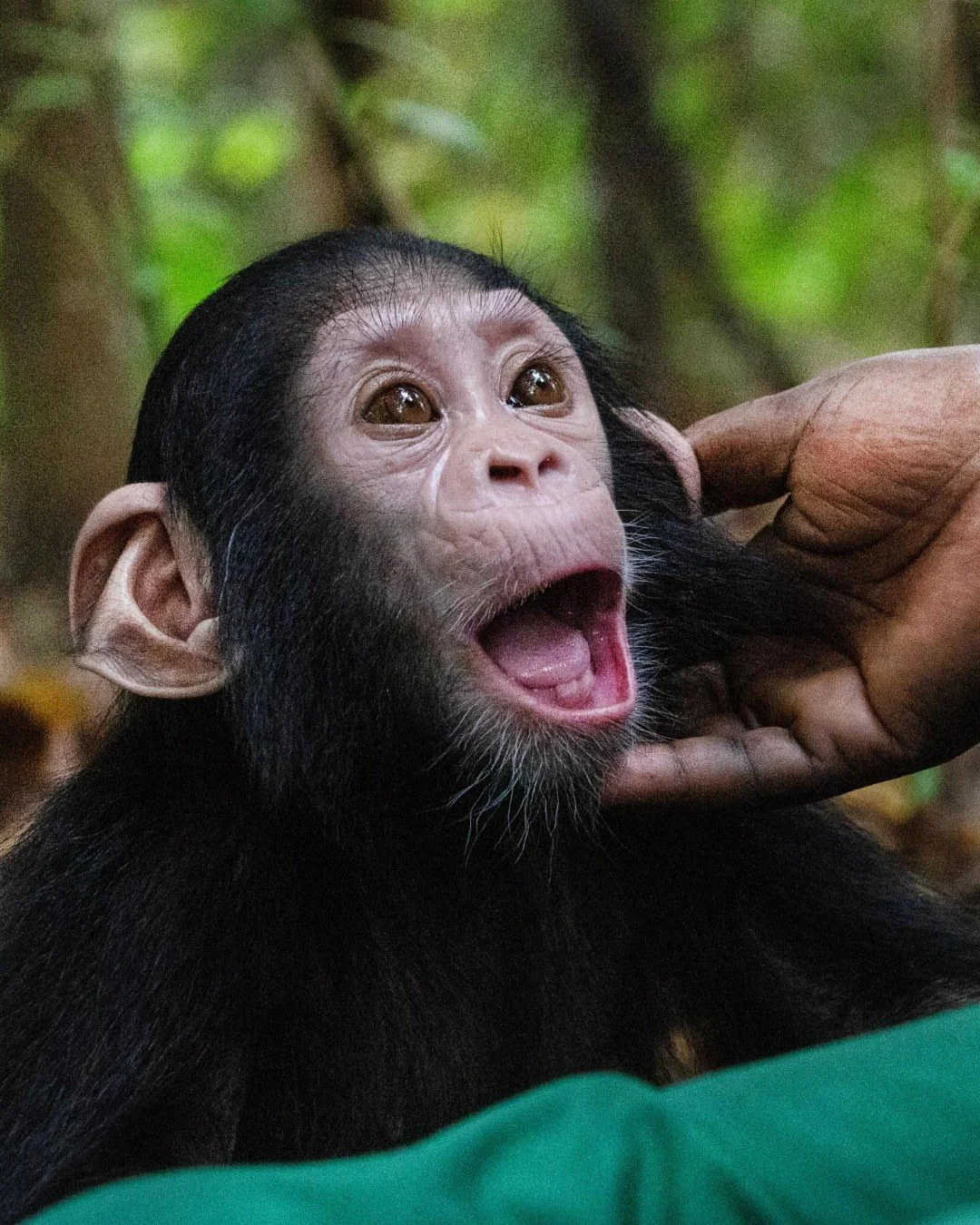 Just over one year old, Aco is healing and thriving at Tchimpounga Sanctuary, the Jane Goodall Institute's sanctuary for rescued chimpanzees.⁠
When he arrived last year, one of Aco's arms was injured. Thanks to our dedicated team of professional care