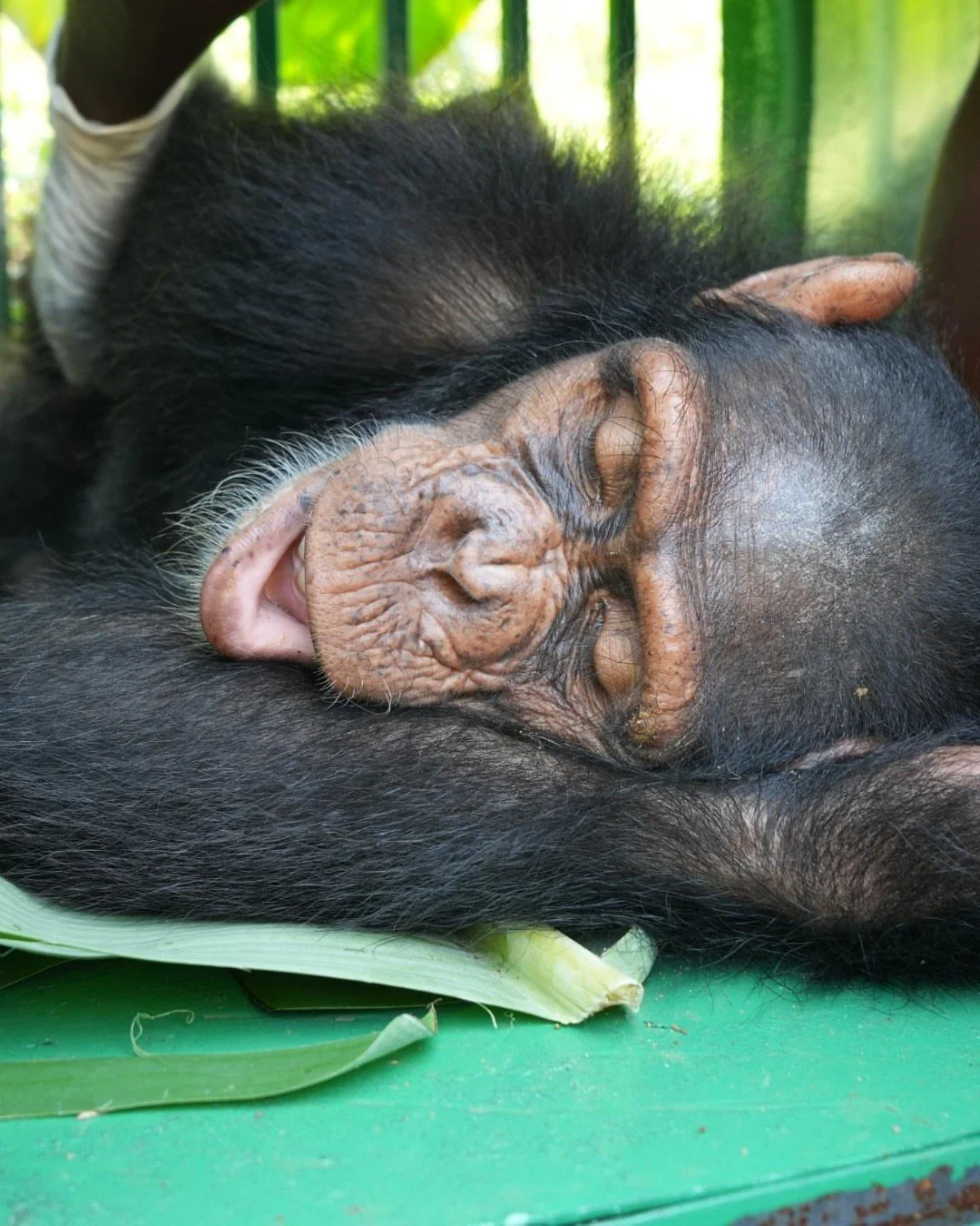 Meet Lola and Nico, two animals who have been rescued and are now receiving the care they need, and the second chance they deserve, at the Jane Goodall Institute's Tchimpounga Sanctuary.⁠
⁠
When it was discovered that they had been kept as pets, our 