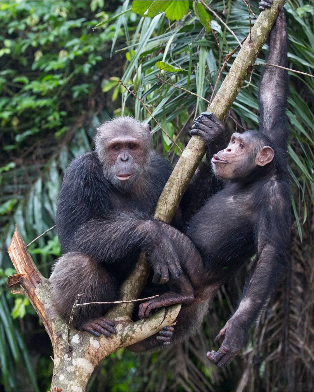 🌳 Did you know wild chimpanzees spend around half their time up in the trees?

At Jane Goodall Institute&rsquo;s Tchimpounga Chimpanzee Rehabilitation Center, rescued chimpanzees are supported as they relearn natural behaviours after injury or illeg