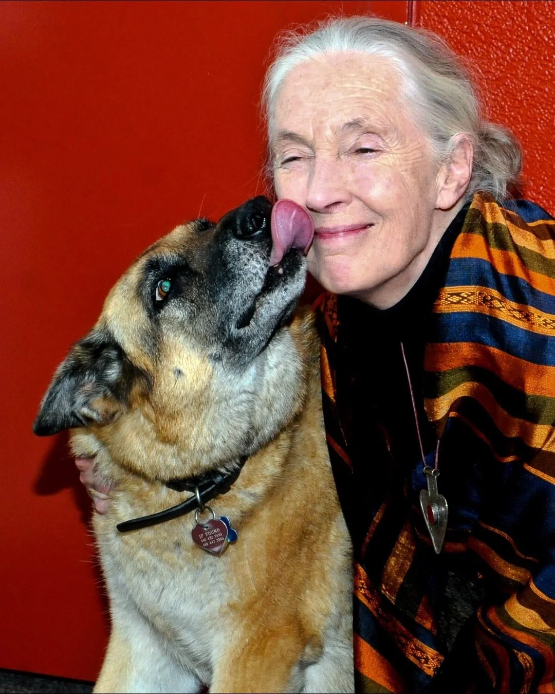 Dr. Jane has always used her voice to stand up for animals.

From campaigning for stronger protections for captive chimpanzees to reminding the world that wild animals are not pets or entertainment, her message has never changed: every animal deserve