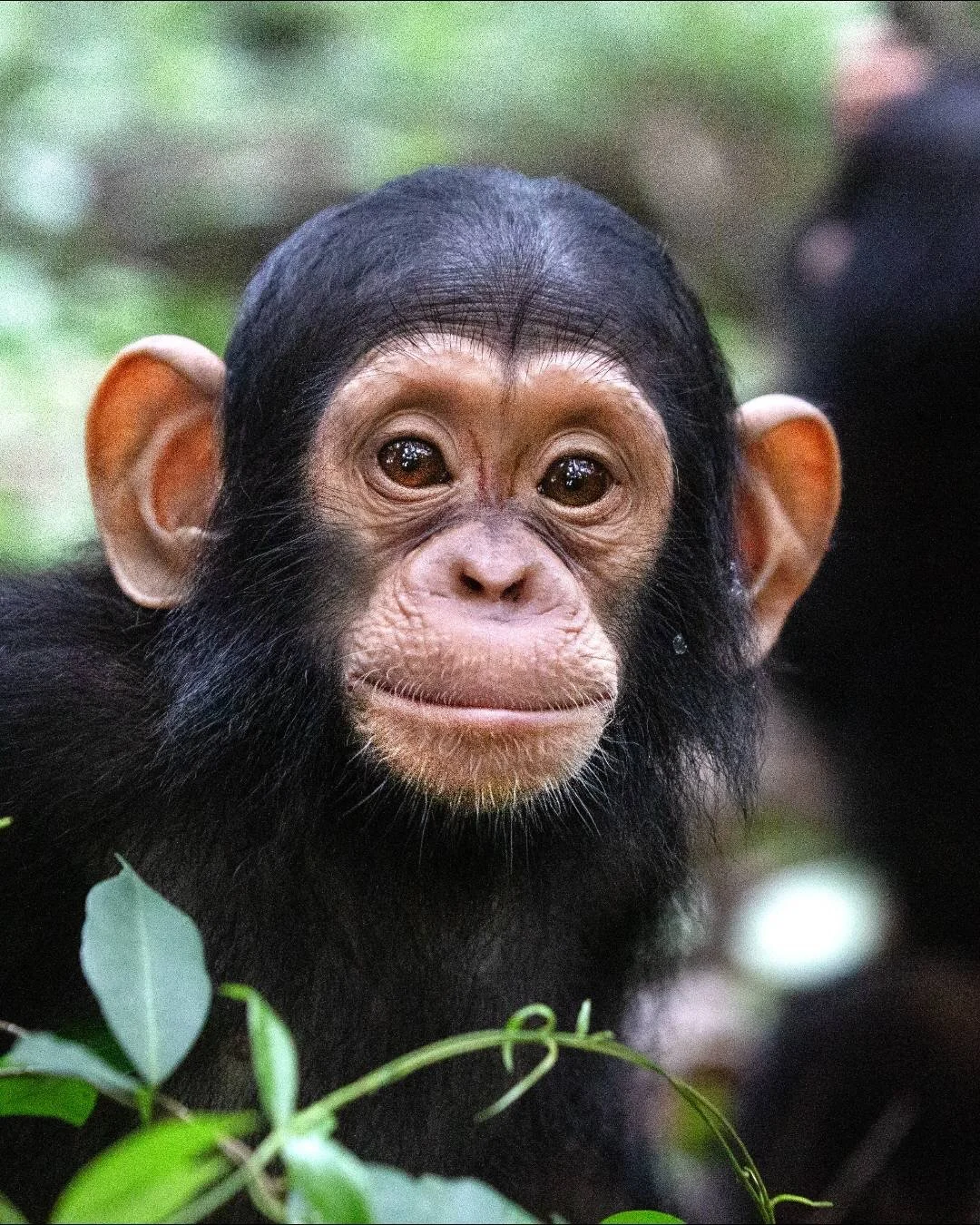 Say hello to some of the endangered species who now call our Tchimpounga sanctuary home 👋💚

🐵 JGI&rsquo;s Tchimpounga Chimpanzee Rehabilitation Center was first founded to provide rescue and rehabilitation to chimpanzees injured and/or orphaned du