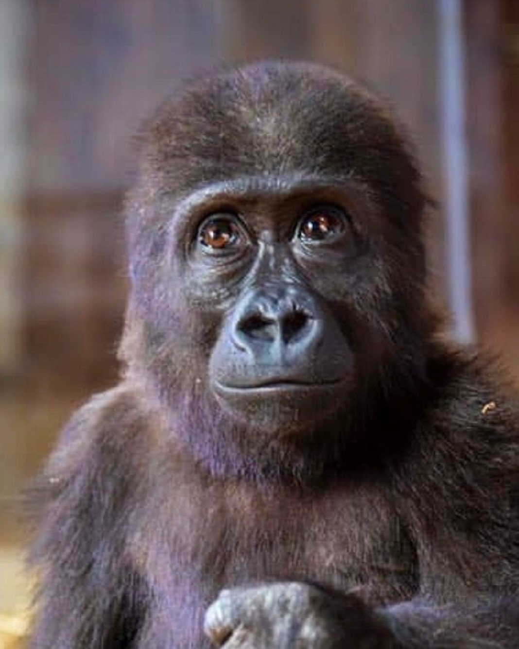 Meet Zeytin. 🦍

In December 2024, a tiny five-month-old gorilla was found being smuggled through Istanbul Airport, torn from his family and destined for a life far from anything he&rsquo;d ever known.

Turkish authorities seized him. He was safe. Bu