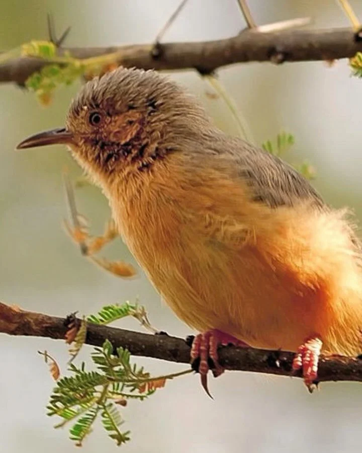 🦜🔈 Sound ON to identify the birds of Gombe National Park!

We continue to gain new insights at Gombe, even after over 65 years of research, and new technologies like bioacoustics play a huge part. Through this work, we place audio recorders through