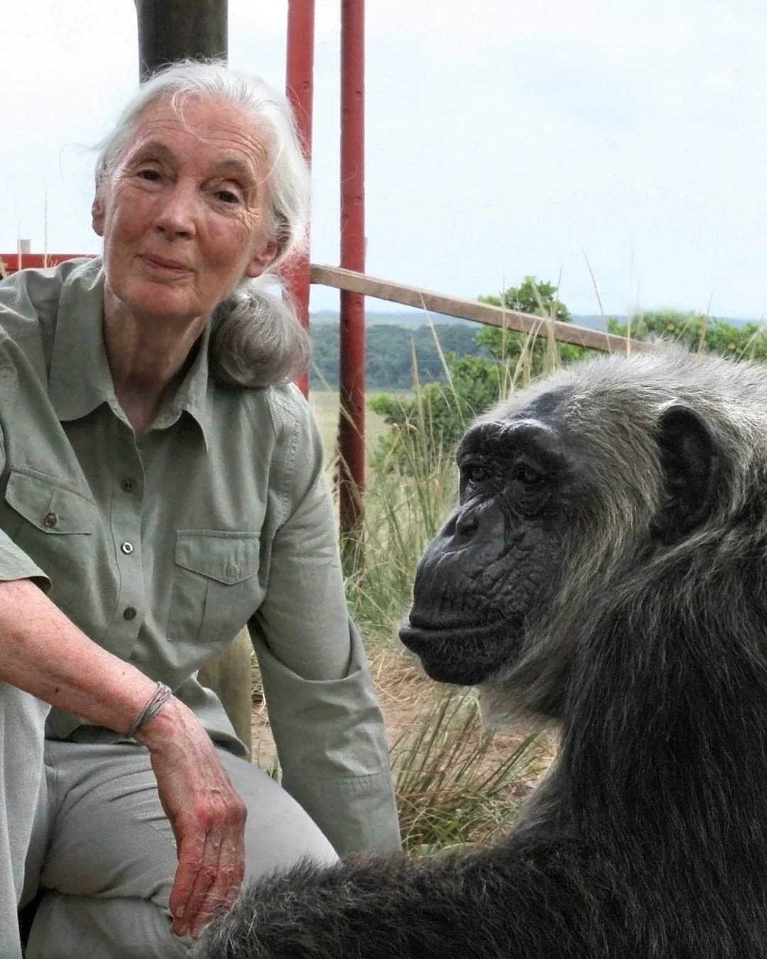 We want you to meet La Vieille, one of the chimpanzees at Tchimpounga Sanctuary &ndash; whose story started with loss but became one of healing.

La Vieille was orphaned and subjected to unfortunate zoo conditions. After years of neglect, she was res