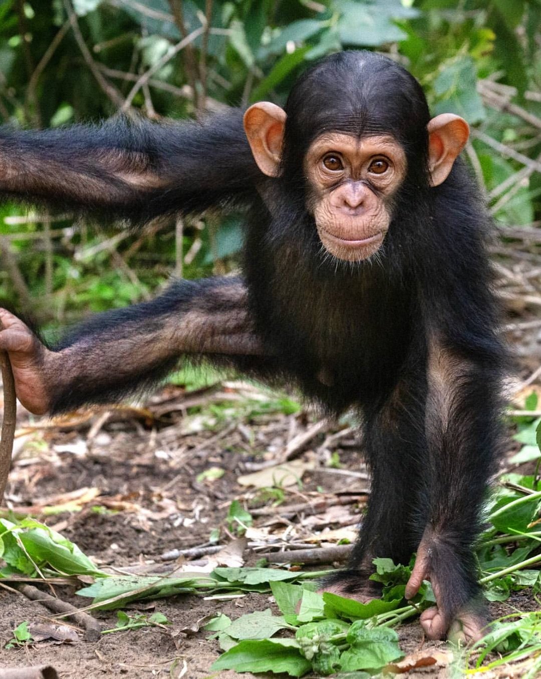 Introducing one of the newest members of the Tchimpounga family: Beau 💚
 
Beau is a young chimpanzee whose journey to safety began after he was rescued from the illegal wildlife trade in the Republic of the Congo.
 
Purchased from a poacher and late