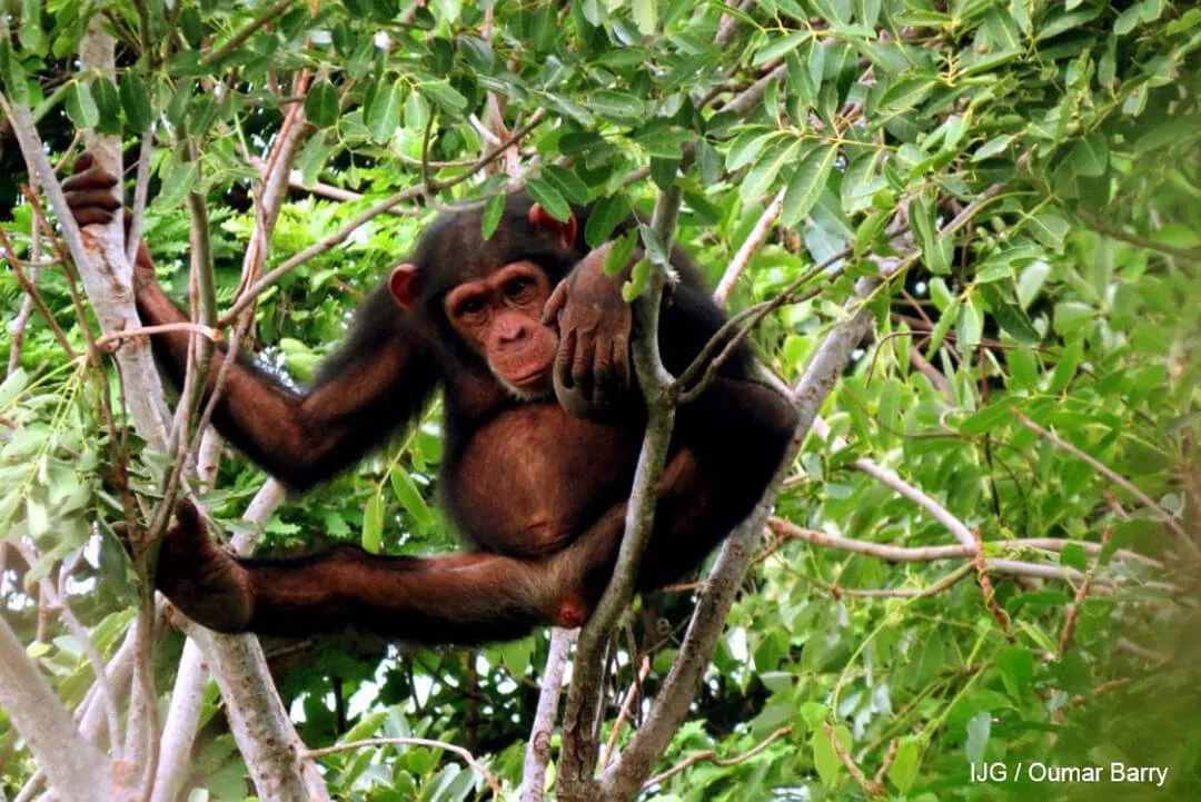 A young chimpanzee perched in the branches of a leafy tree, looking down with a curious expression.