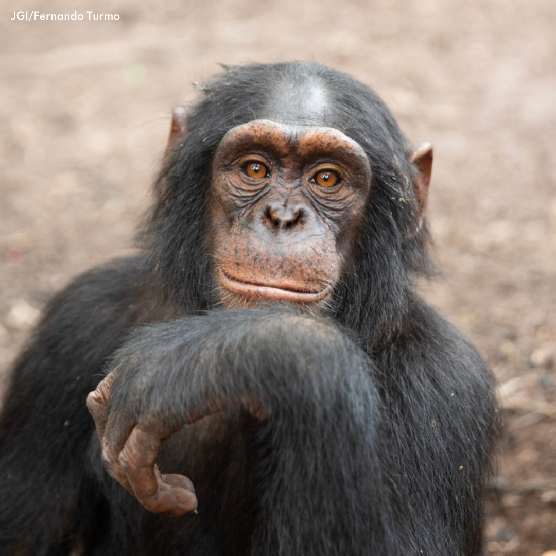 A close-up of a chimpanzee with dark fur and expressive eyes resting its arm on its knee, in a natural outdoor setting.