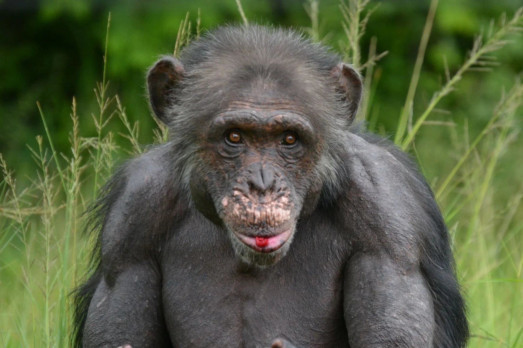 Close-up of a young chimpanzee with dark fur, large eyes, and a slightly open mouth, sitting among green grass.