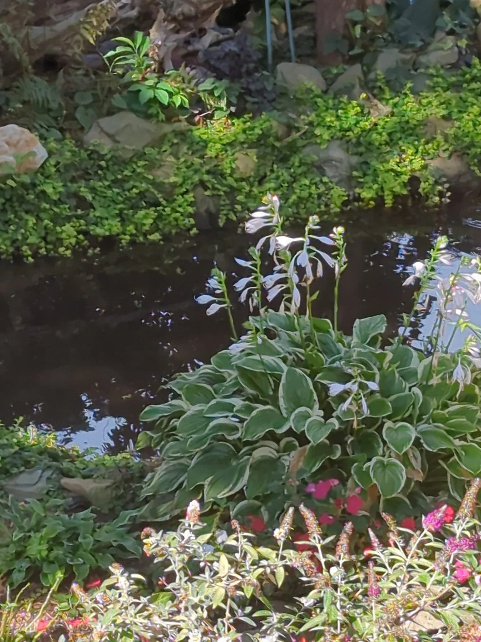 hosta2.jpg