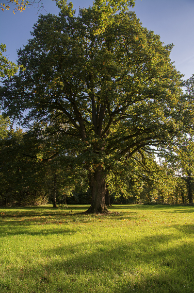 Large deciduous tree with green foliage in a grassy park under a clear blue sky.
