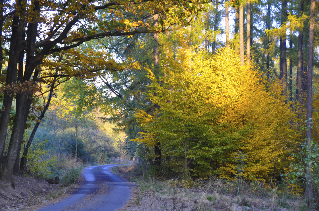 A winding dirt road through a forest with trees displaying fall foliage, including vibrant yellow and green leaves.