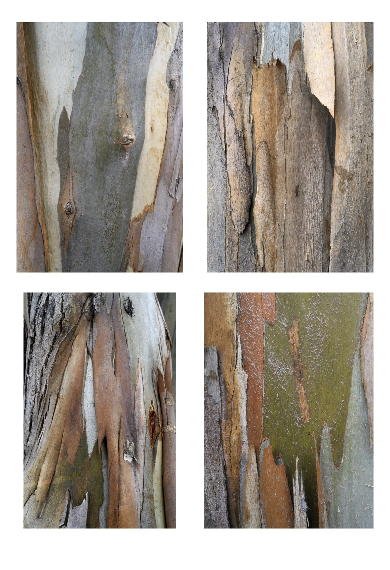 Eucalyptus