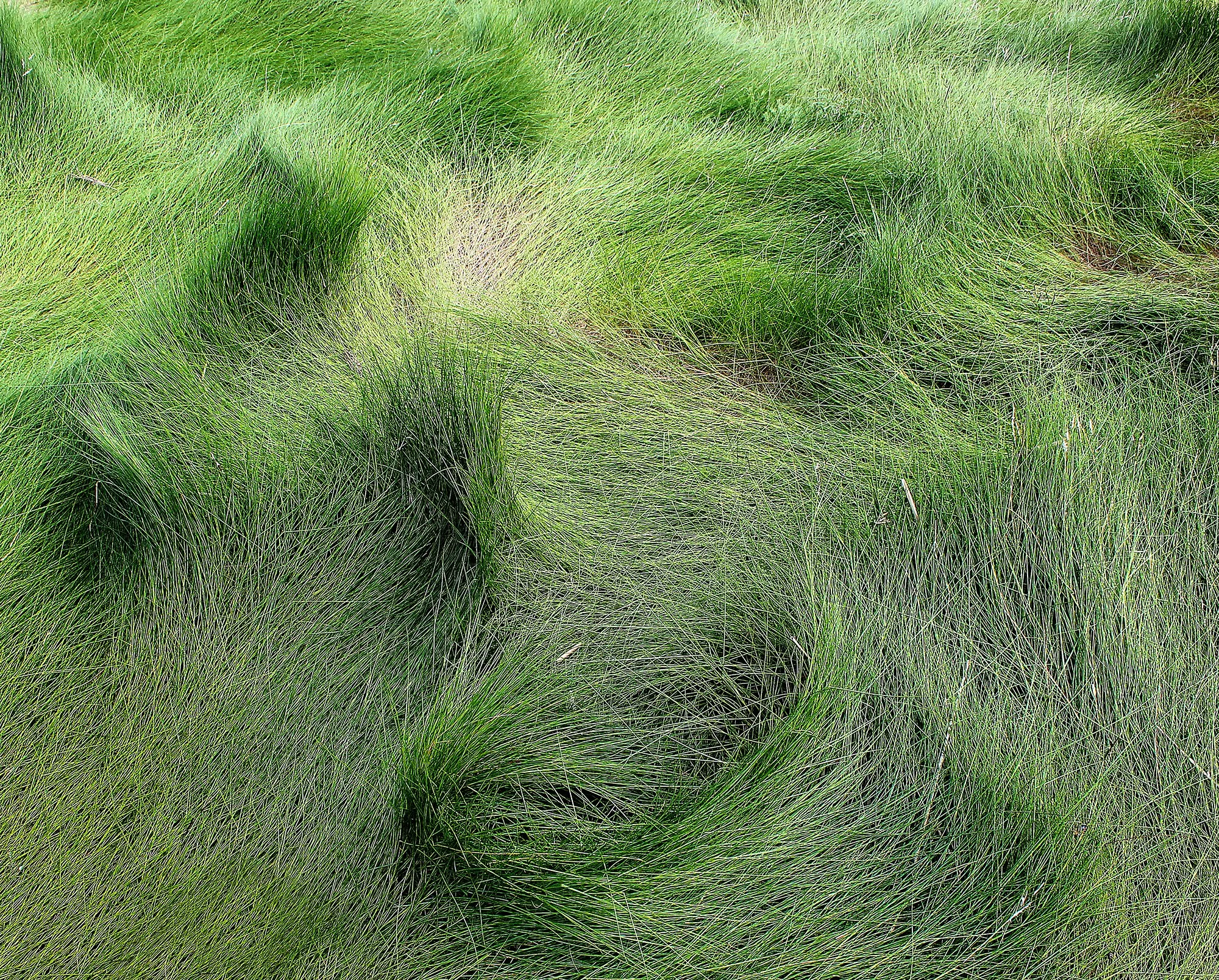 IMG_3292 Cape grasses 1.jpg