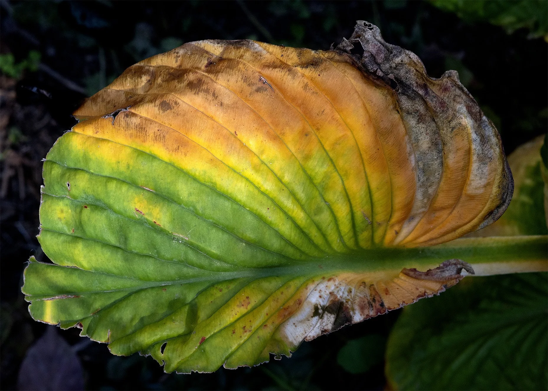 Stages of a dying Hosta leaf