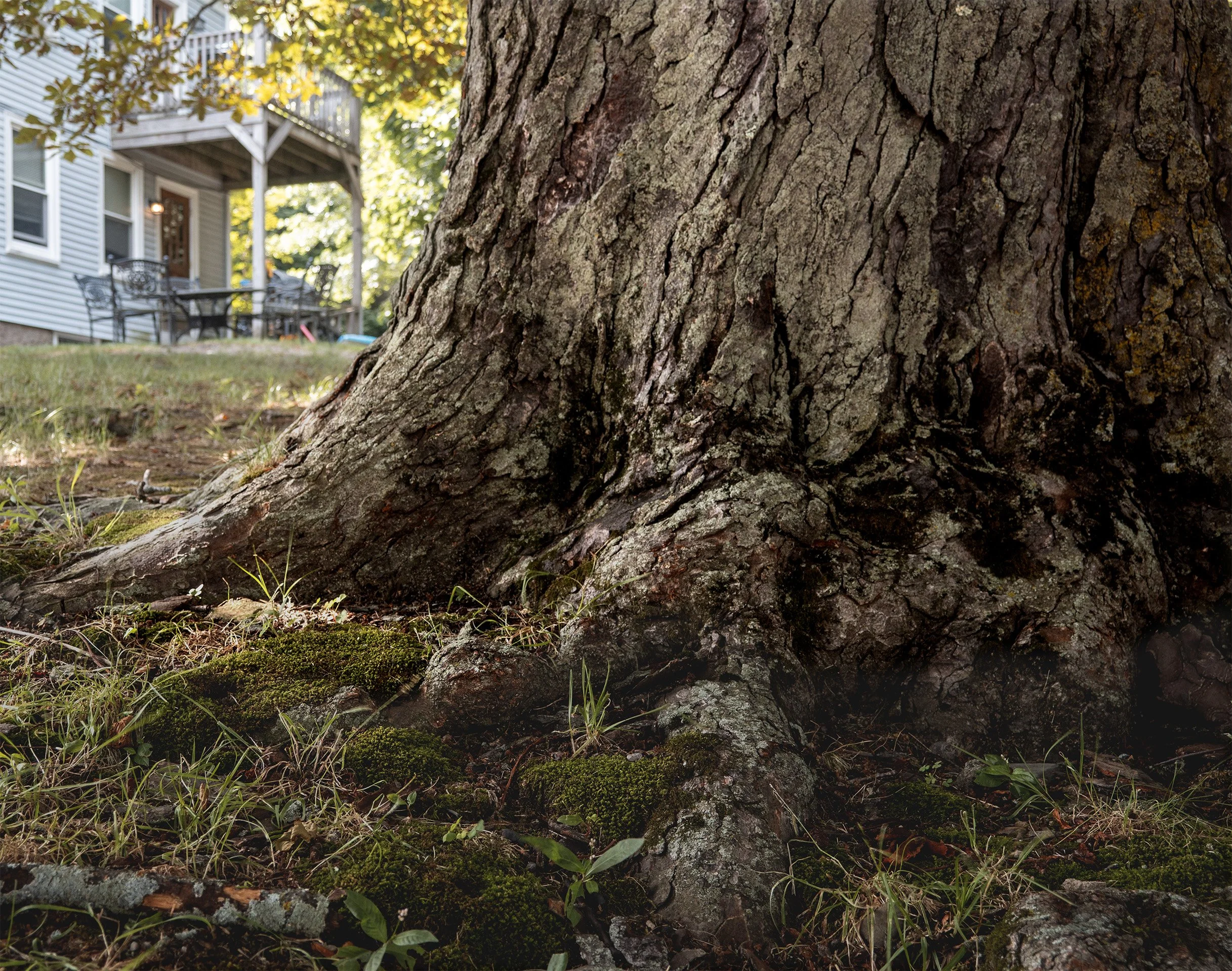 Big Tree, Little House