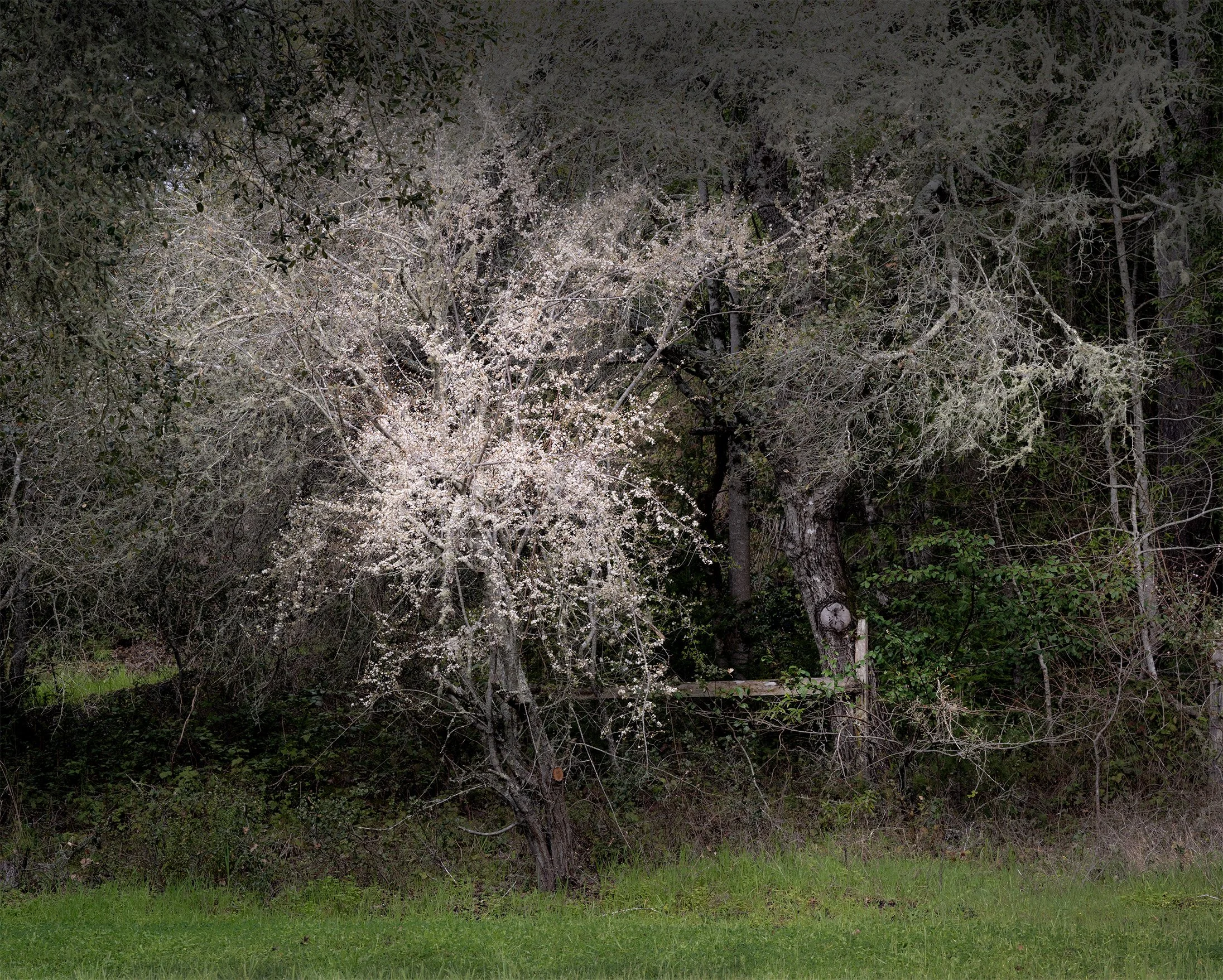 Z7N_6030 Feathery tree at Stan's 1a sm.jpg