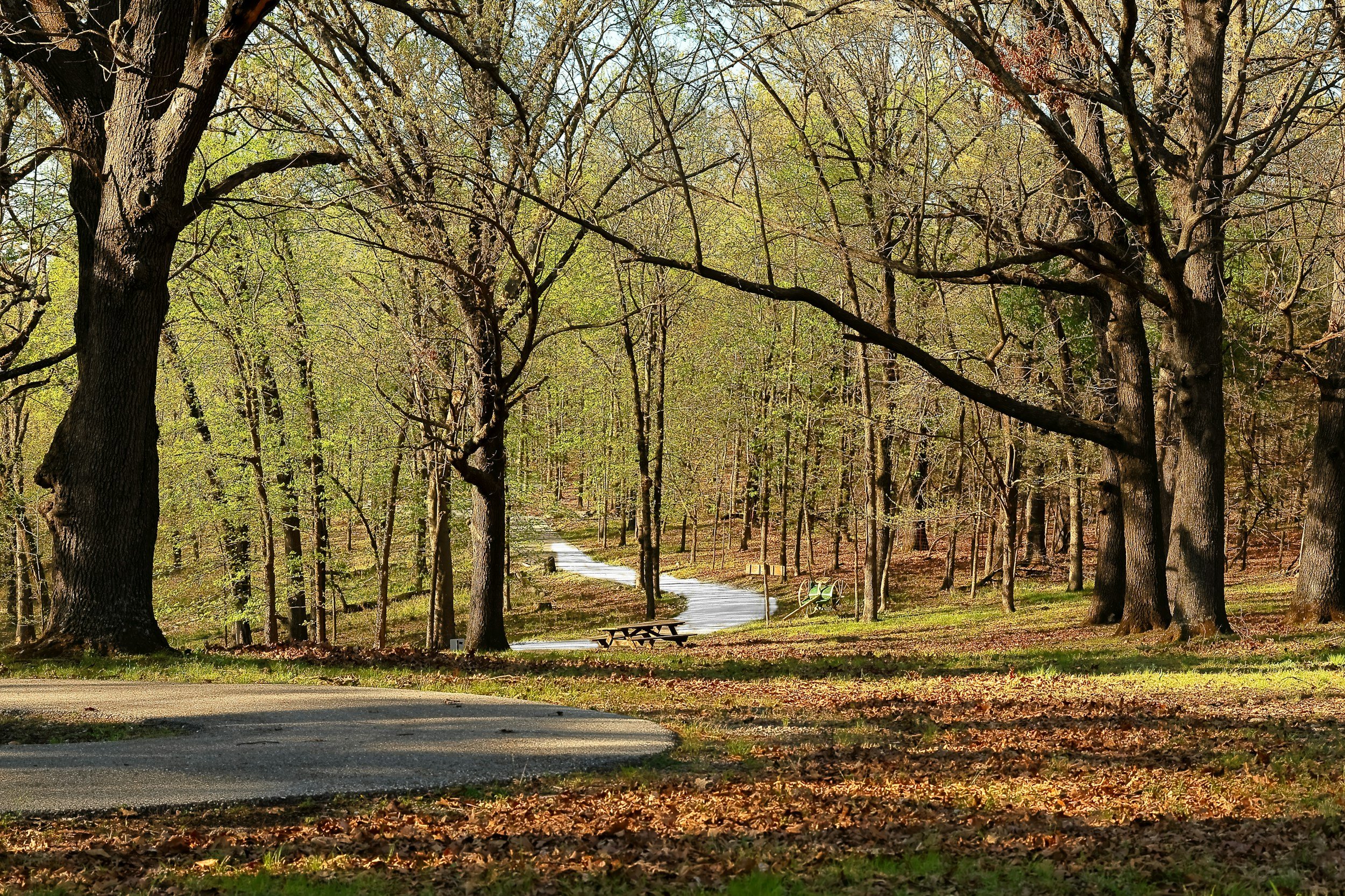 Woodland path winding through trees, symbolising the emotional journey of grief and healing.