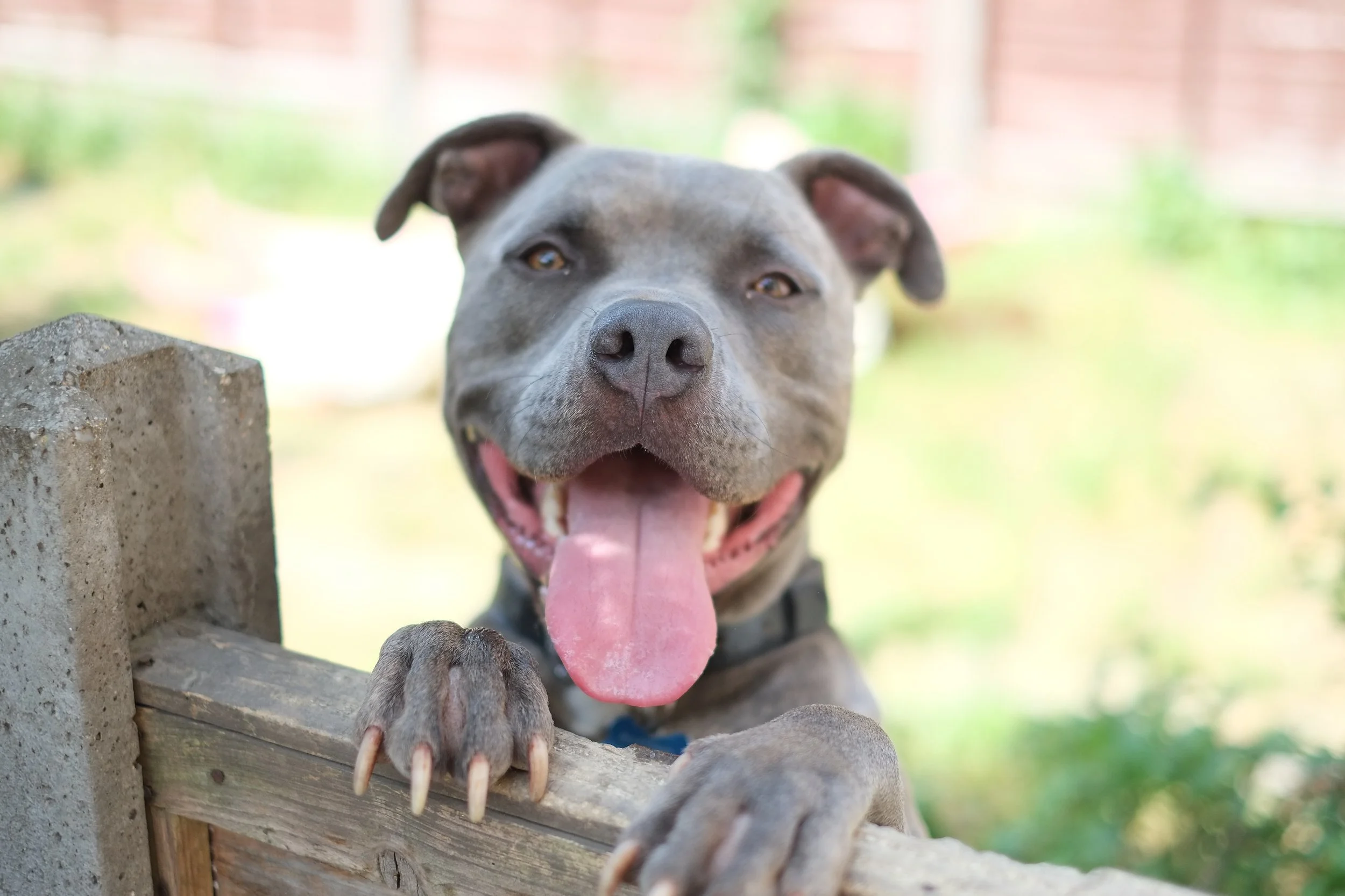 Is Pet Grief a Real Thing?