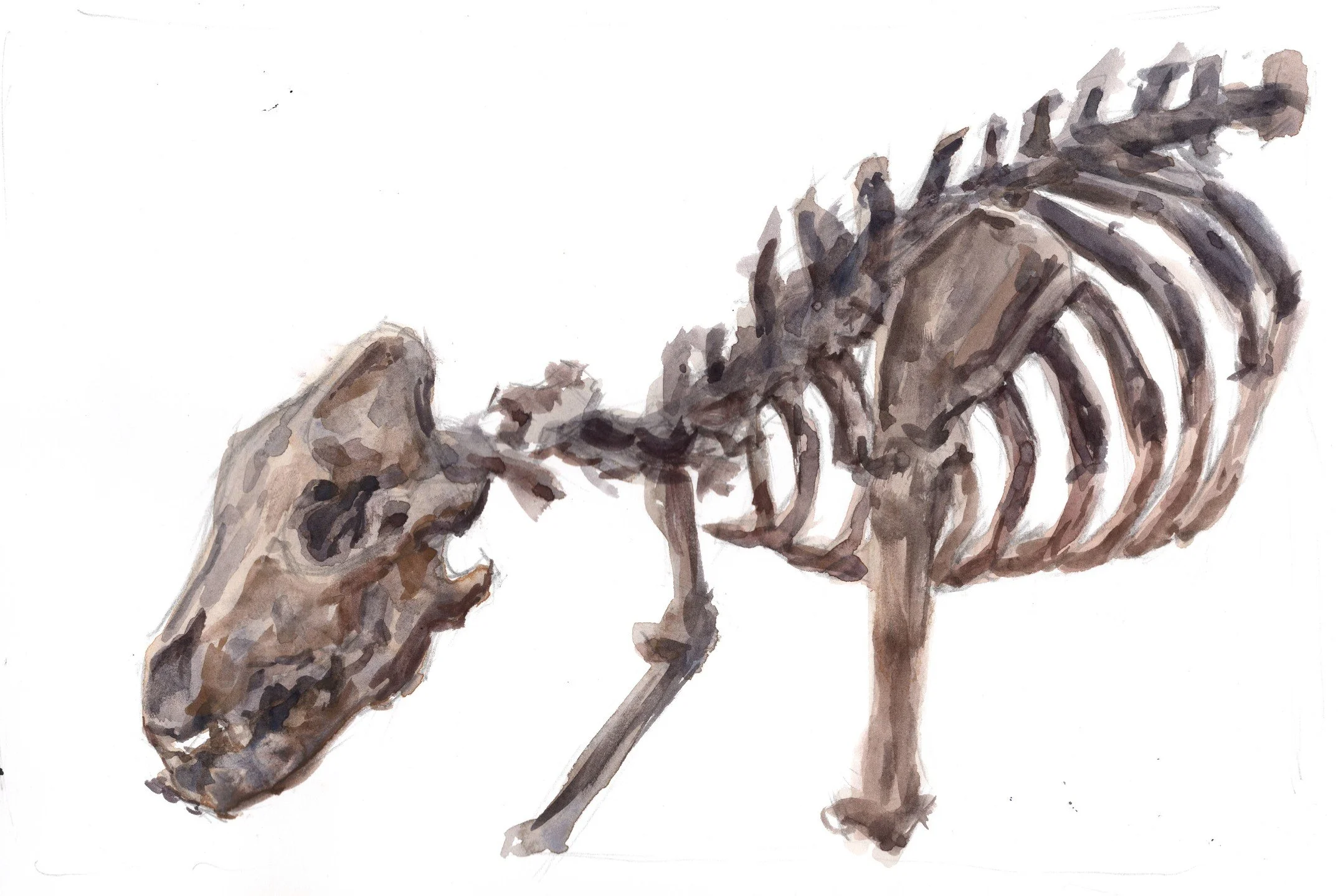 Painting from life...or death, I suppose. 
I was at the CVG airport and my flight got delayed but there's a bunch of animal skeletons on display there so I made the most out of my time. You can get away with painting in a lot of situations if you jus
