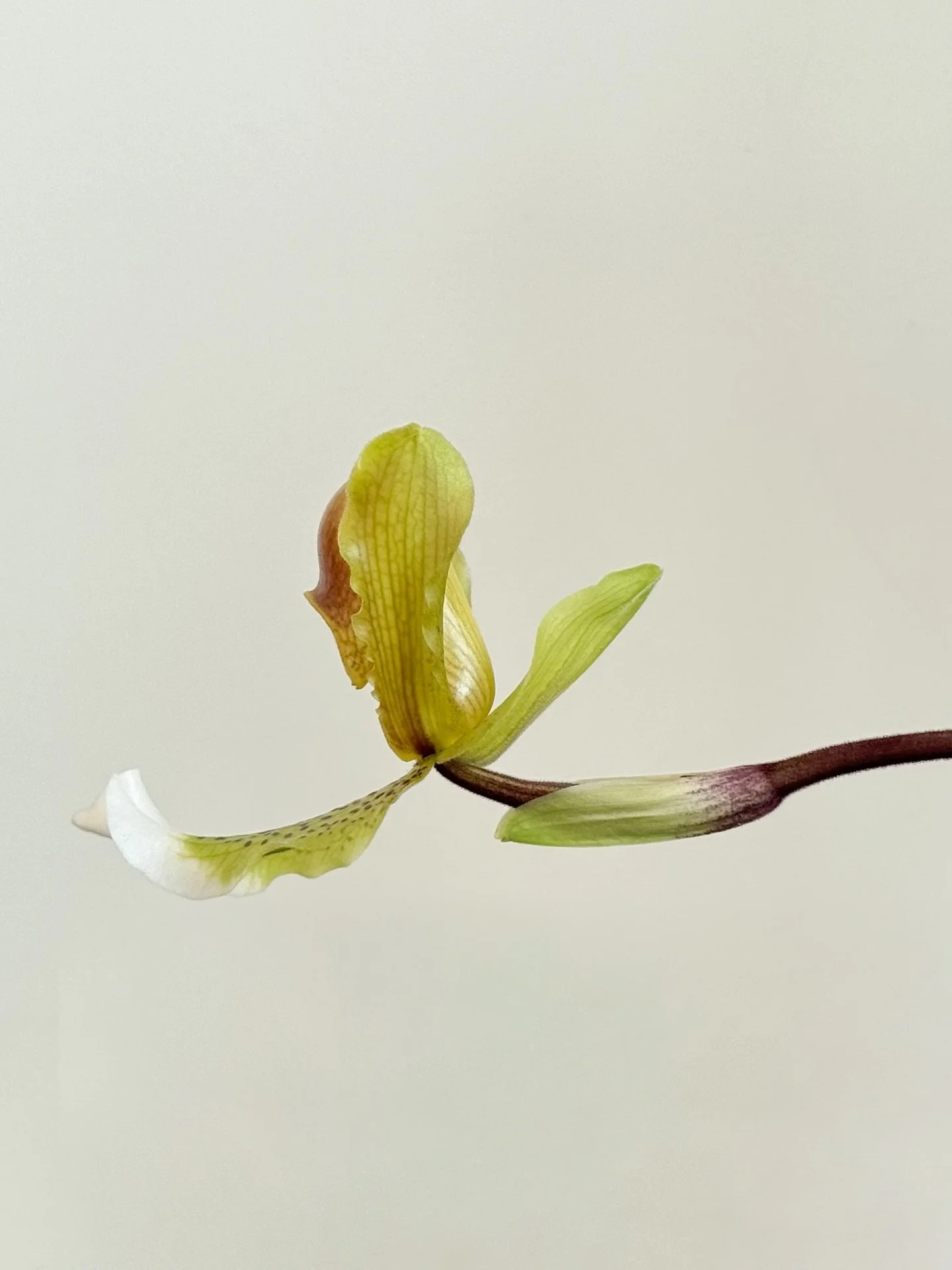 EIK&Oacute;NA STUDY
Paphiopedilum
(Paf&middot;ee&middot;oh&middot;PED&middot;i&middot;lum)
Lady&rsquo;s Slipper Orchid

#dubaifloraldesign #dubaidesign