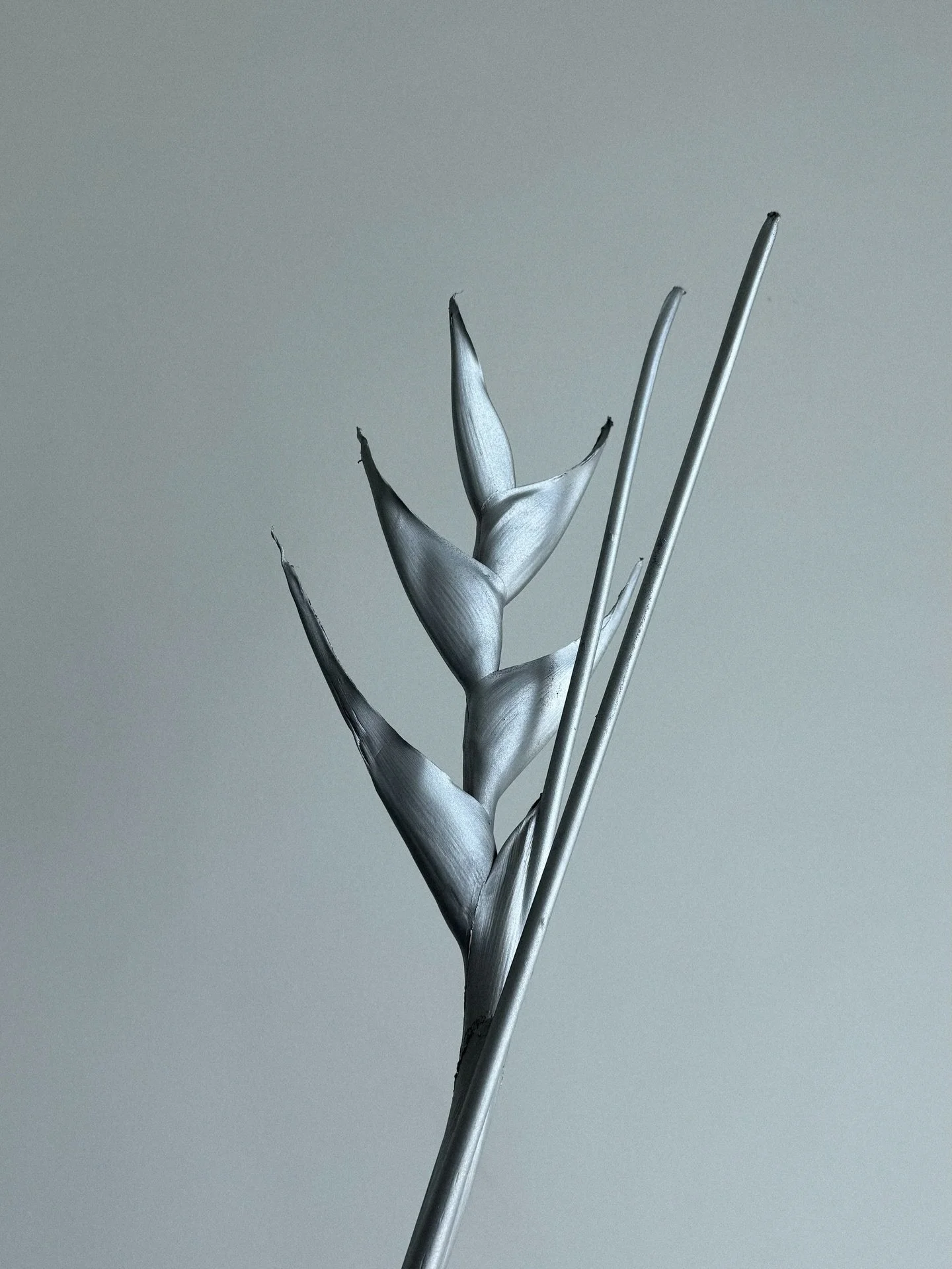 Alien flora 

#design #silver #sculpture