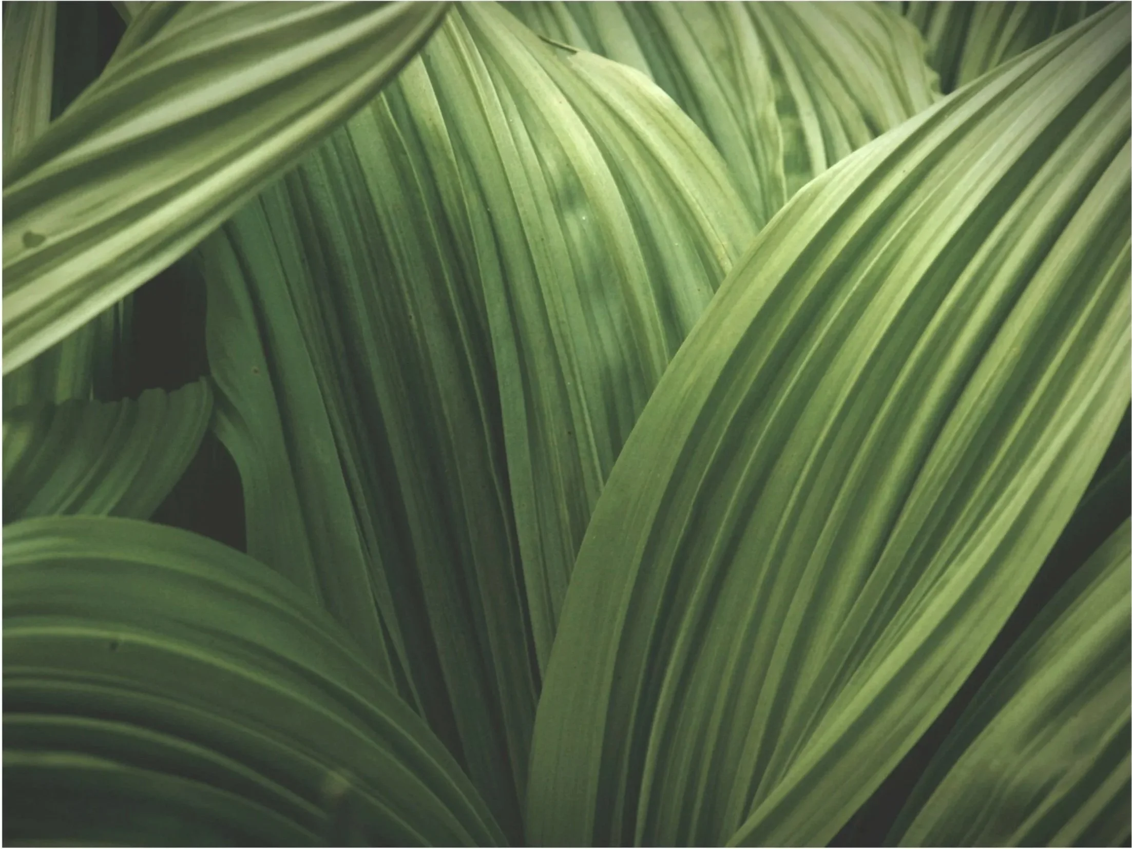 Close-up of green palm leaves with prominent veins and overlapping layers.