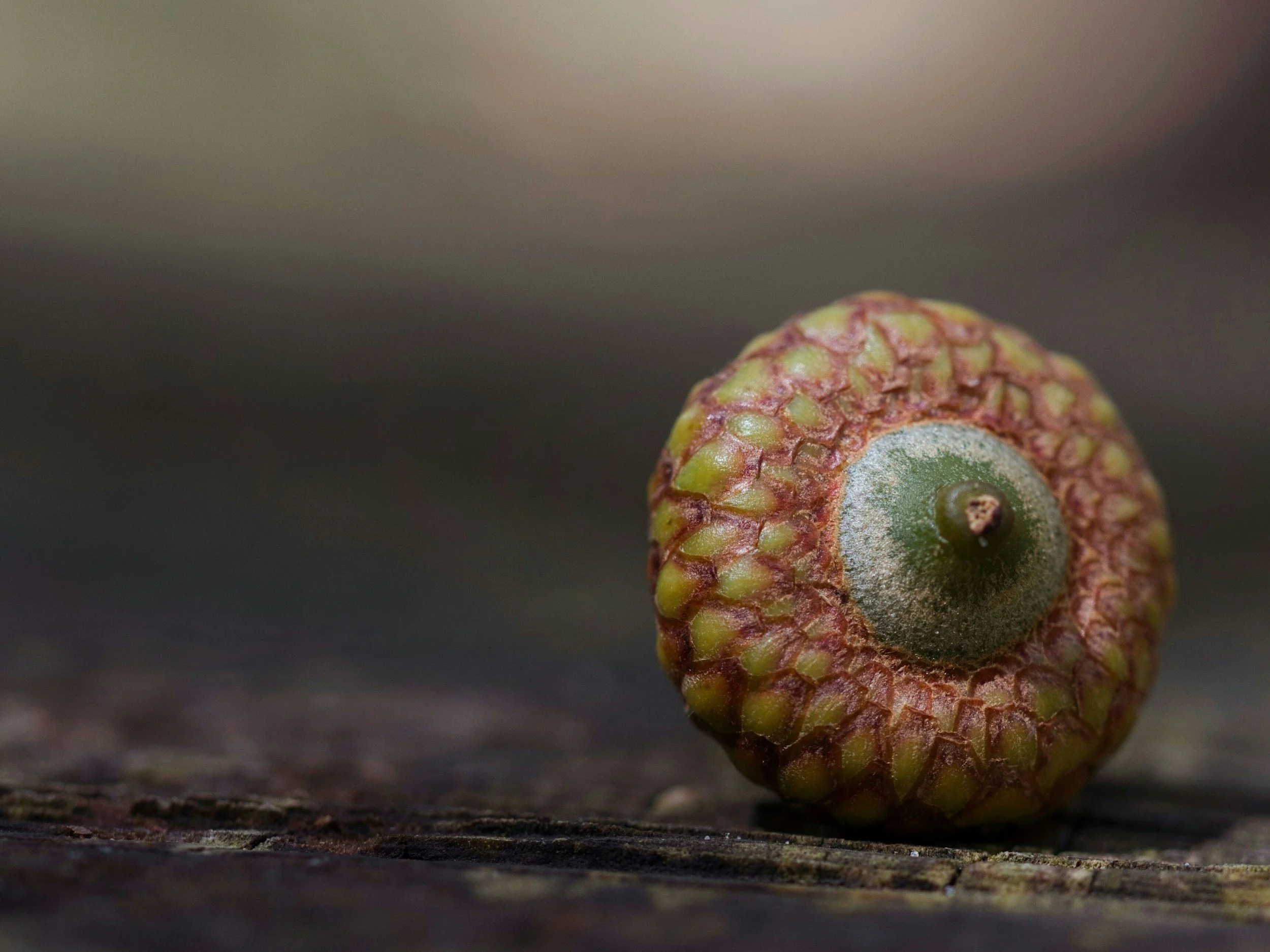 Fractals: An Anomalous Experience of Reality