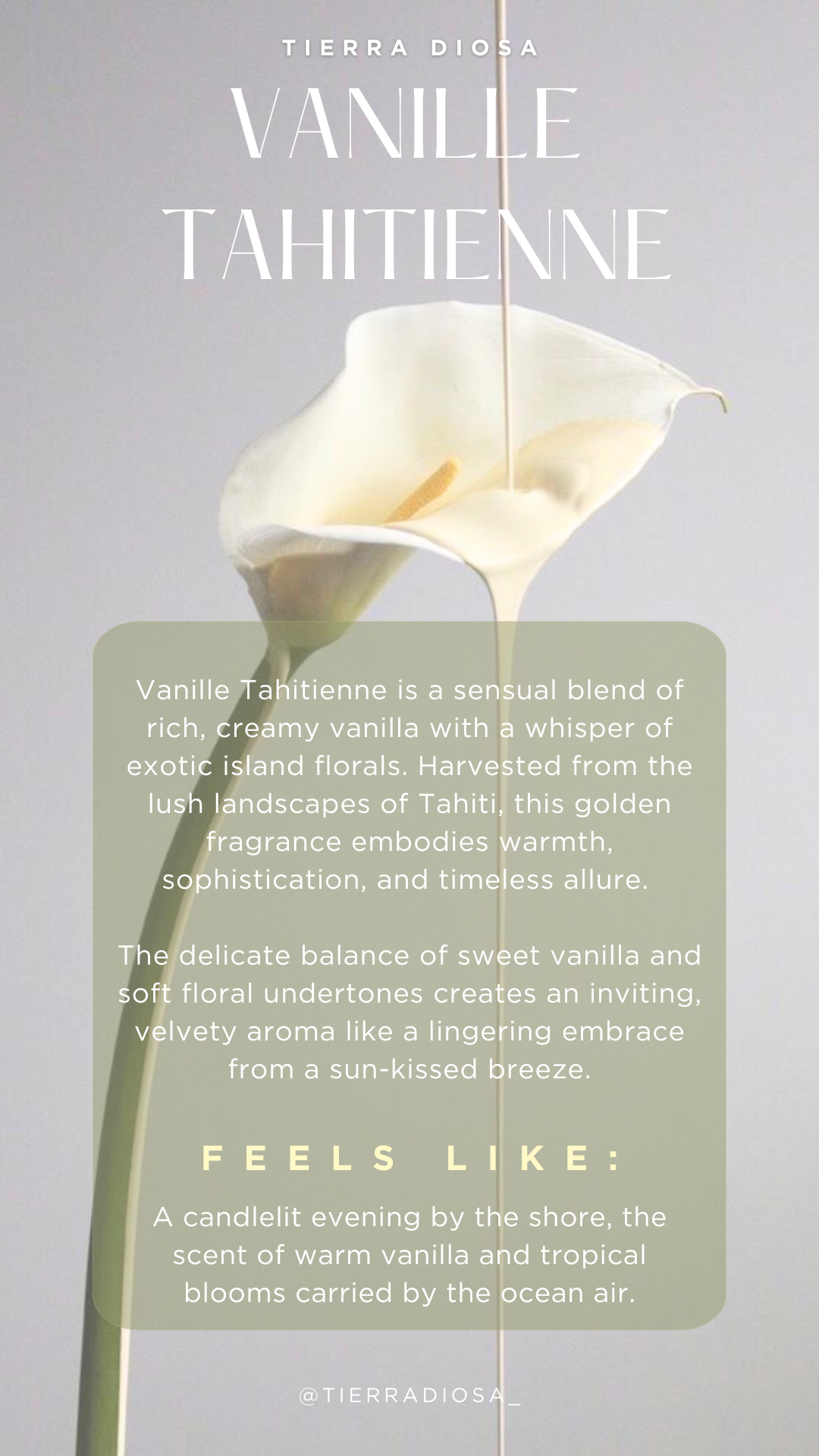 A white calla lily flower being drizzled with vanilla Tahitian fragrance, with light gray background and overlay text describing the vanilla Tahitian scent and its qualities.
