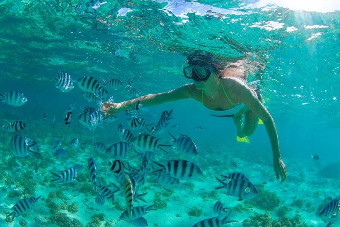 Snorkeler swimming with tropical fish in Los Cabos