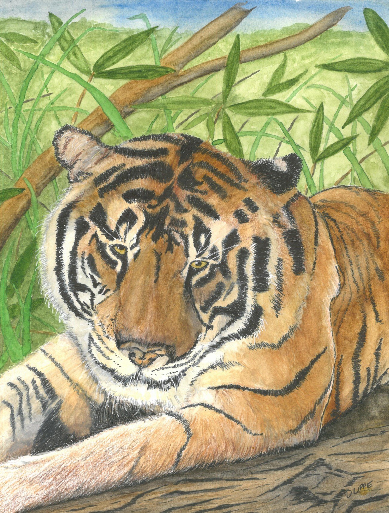 Tiger - D. Lippe