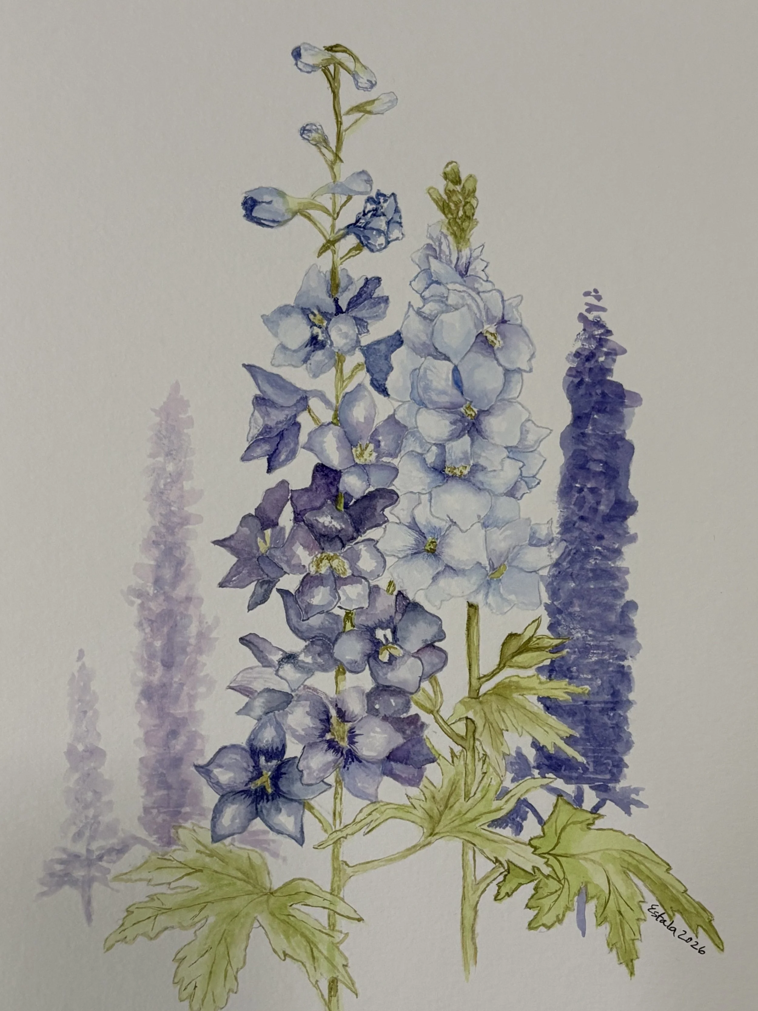 eemmanuel-delphinium.JPEG